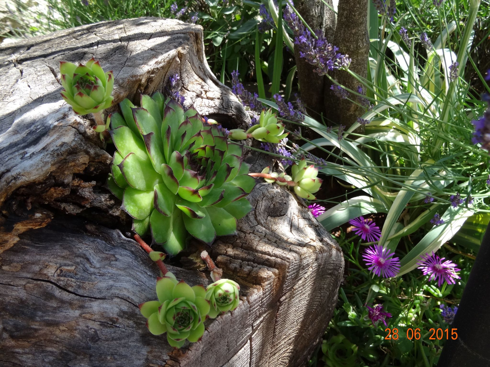 Mit Privatpool für 6 Personen ca. 107 m&sup2; in Cehici, Istrien (Porec und Umg-Image-tags.info