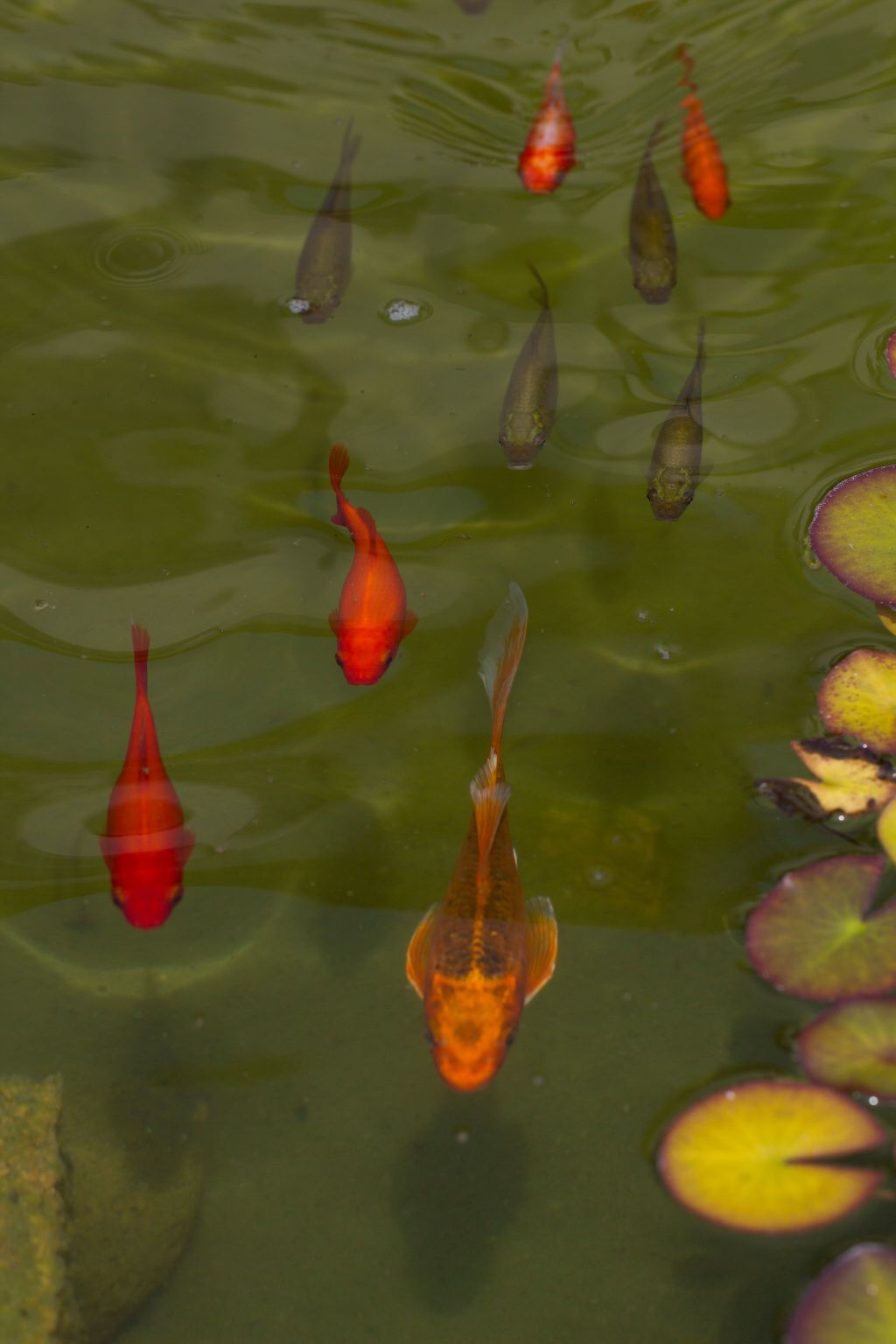 Villa Linet 5.-Drinnen