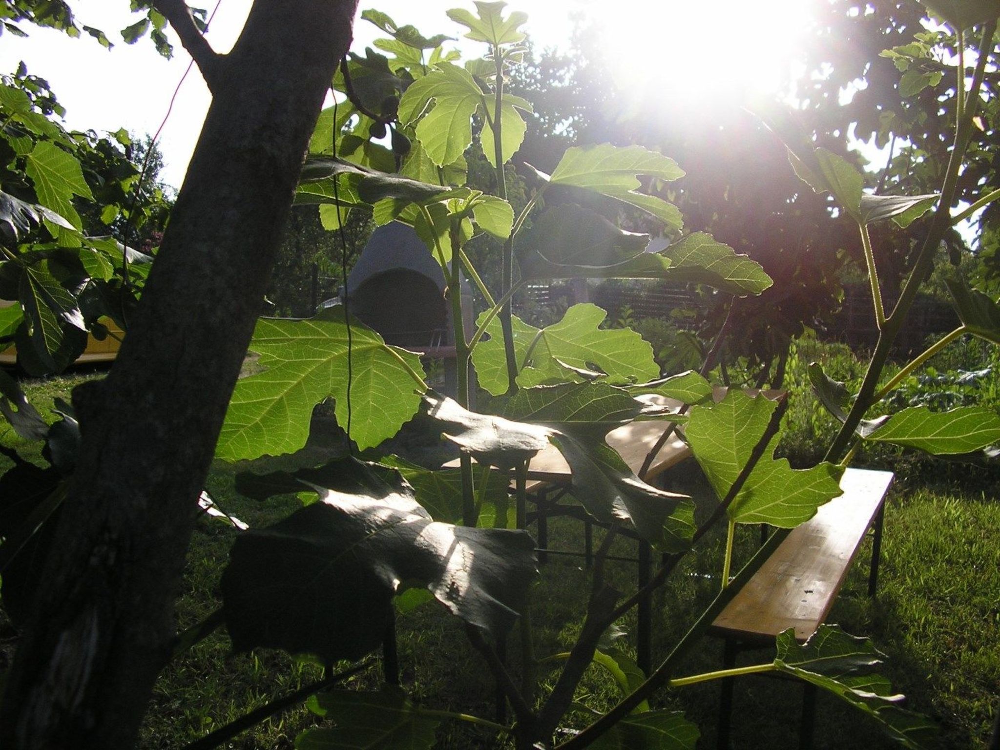 App Coki 2., - Image-tags.info