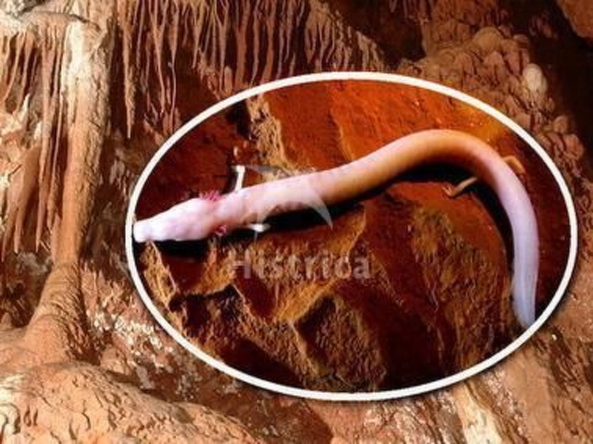 Ferienvilla "Nina" mit eigenem Pool-Binnen