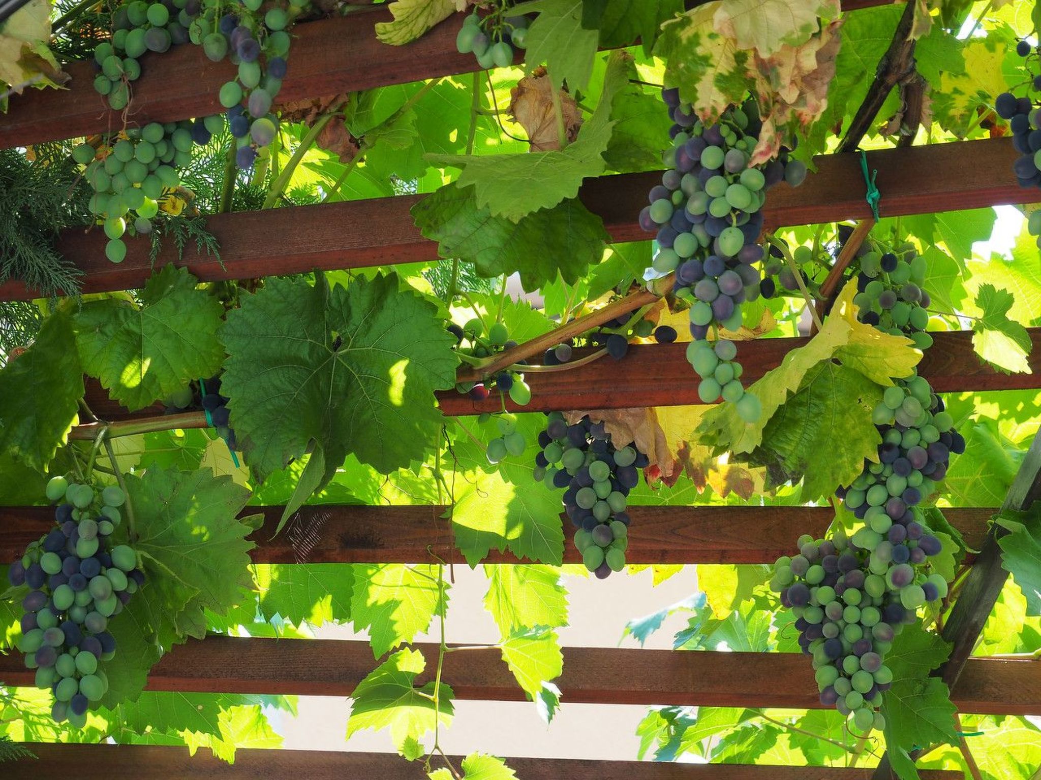 Art House Rovinj-Holiday,  für mehr Information-Image-tags.info