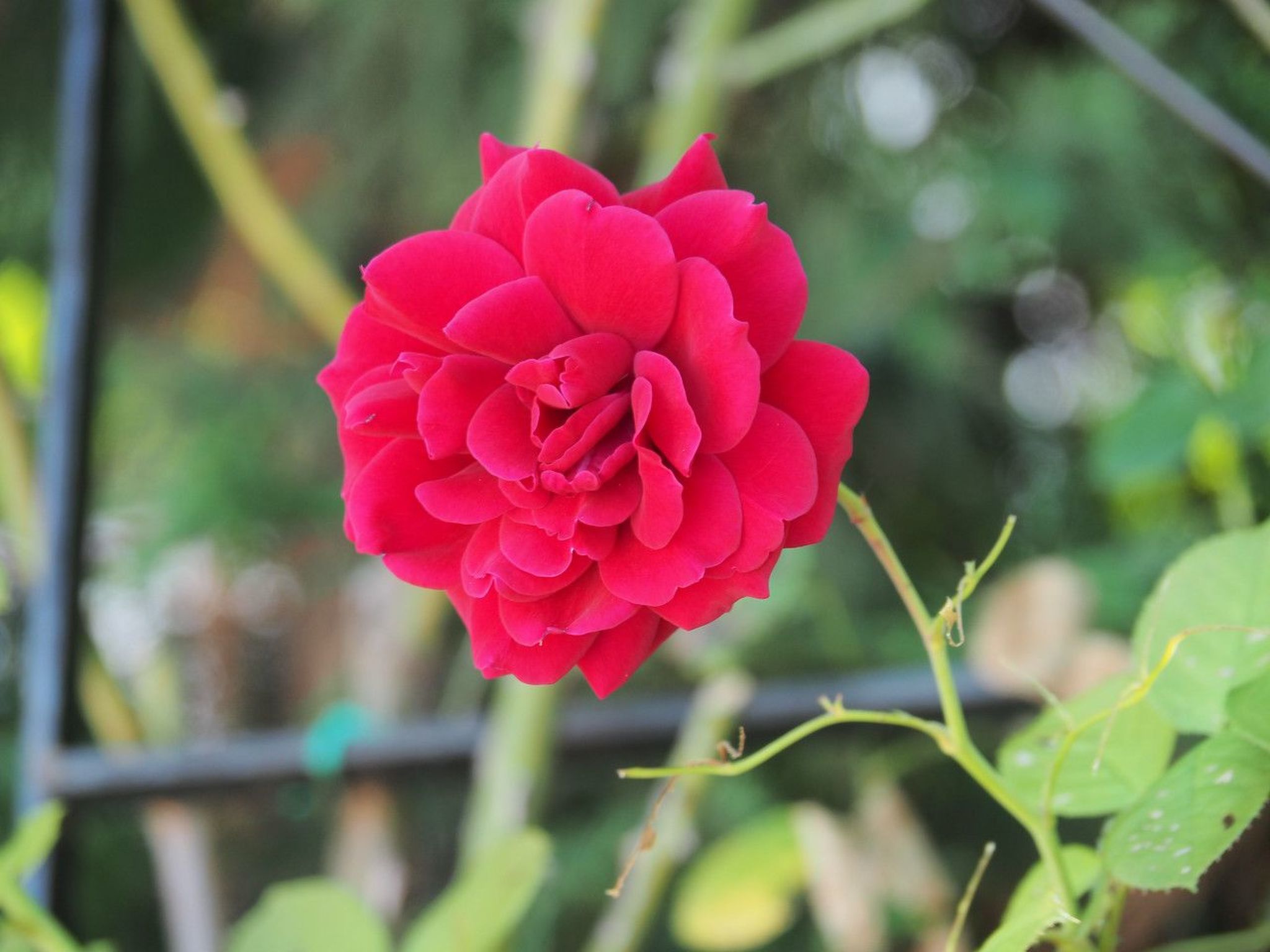 Art House Rovinj-Holiday,  für mehr Information-Image-tags.info