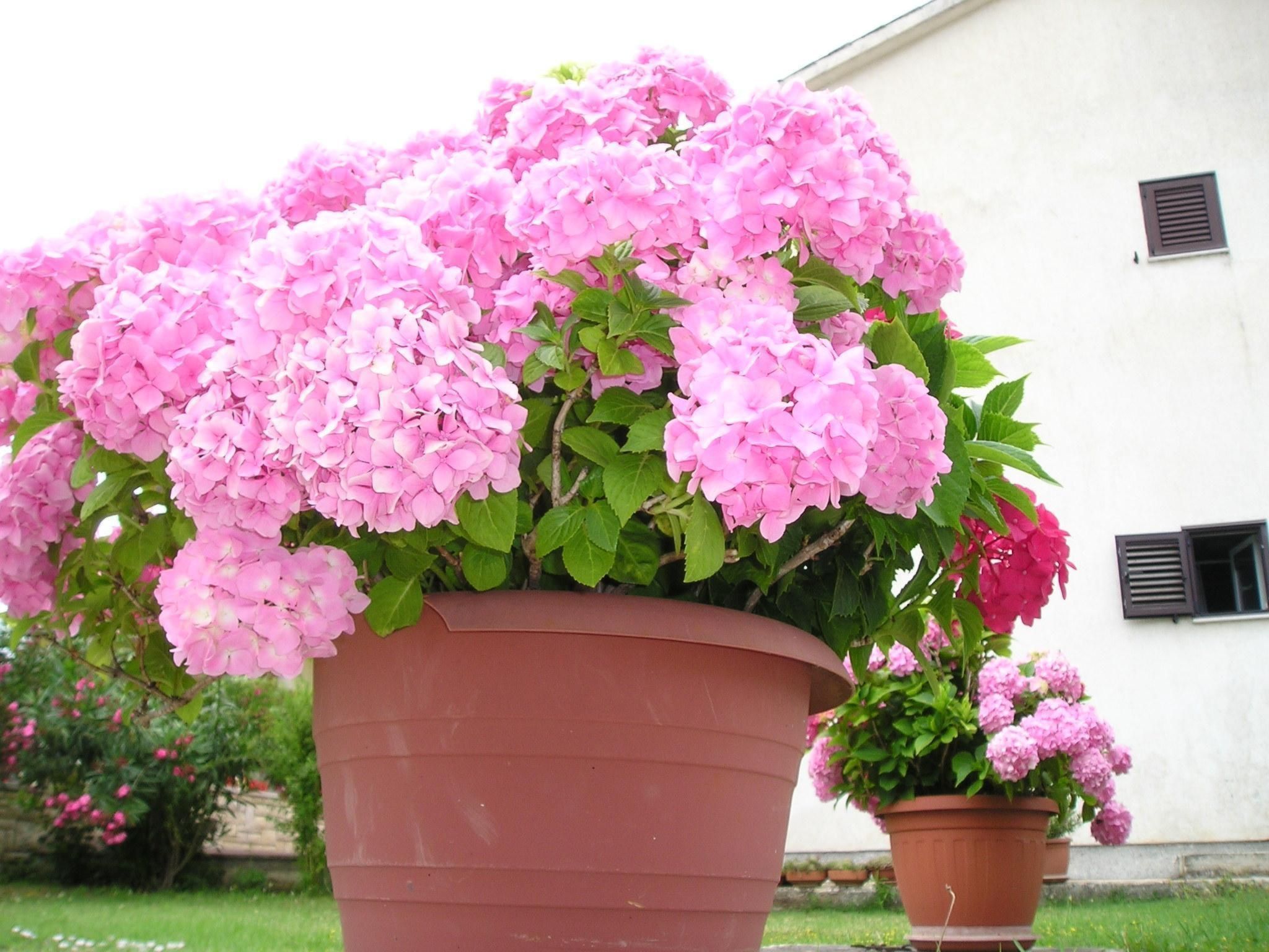 "Gemütlicher Garten" mit Terrasse-Draußen