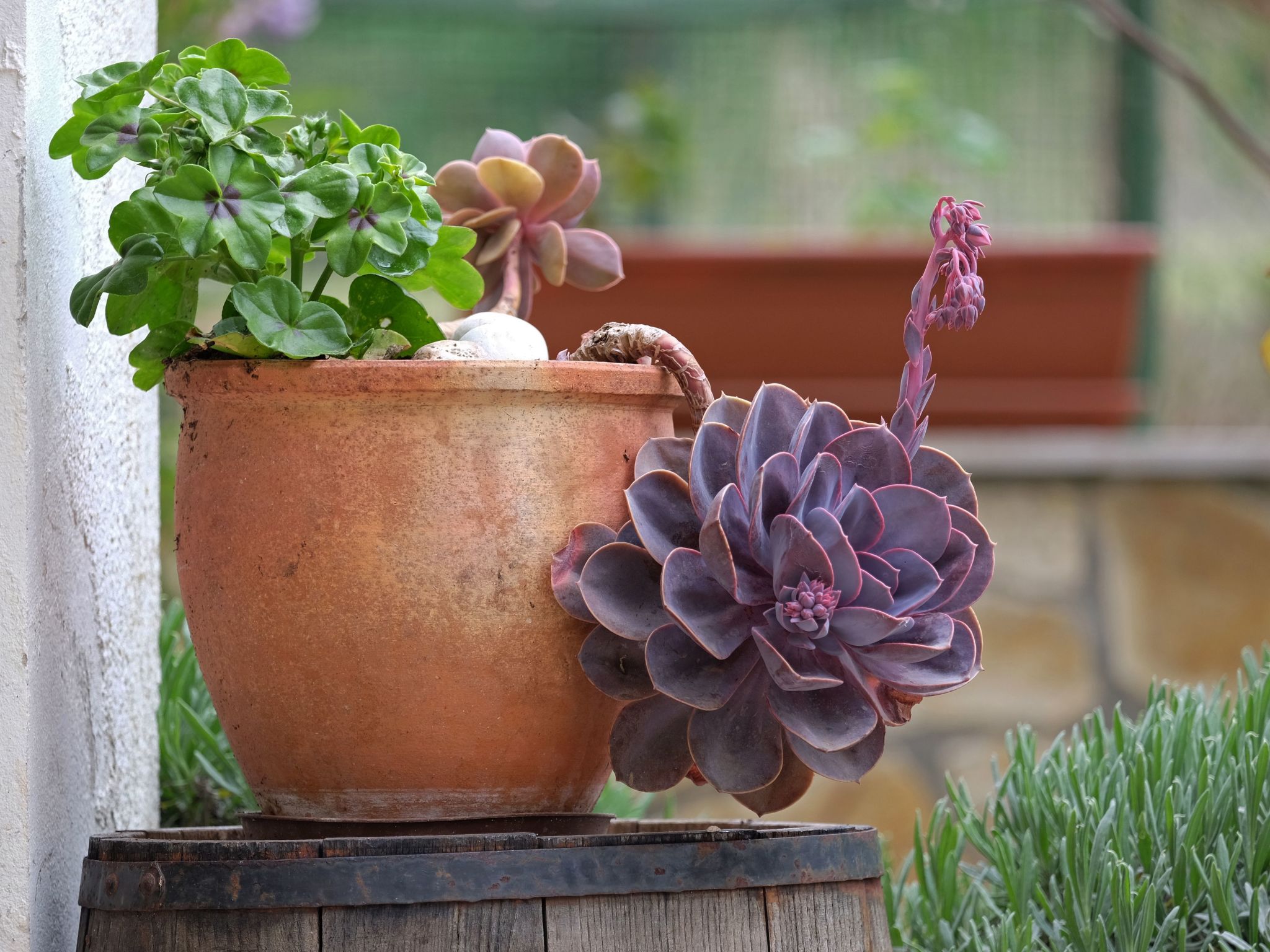 Wohnung in Fažana mit gemeinsamem Pool und Garten-Binnen