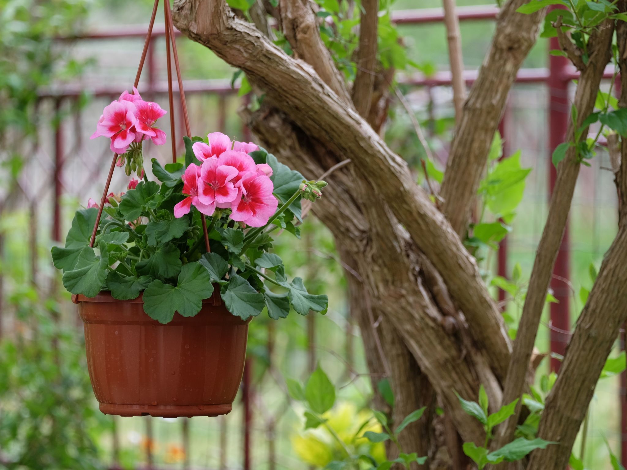 Geräumige Ferienwohnung Lavanda 4-Dedans