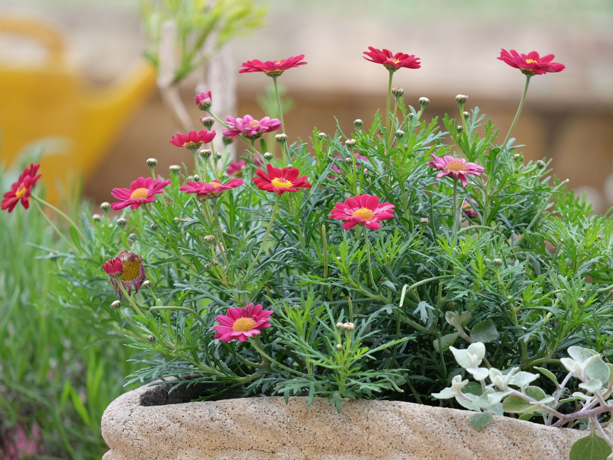 Geräumige Ferienwohnung Lavanda 4-Dedans