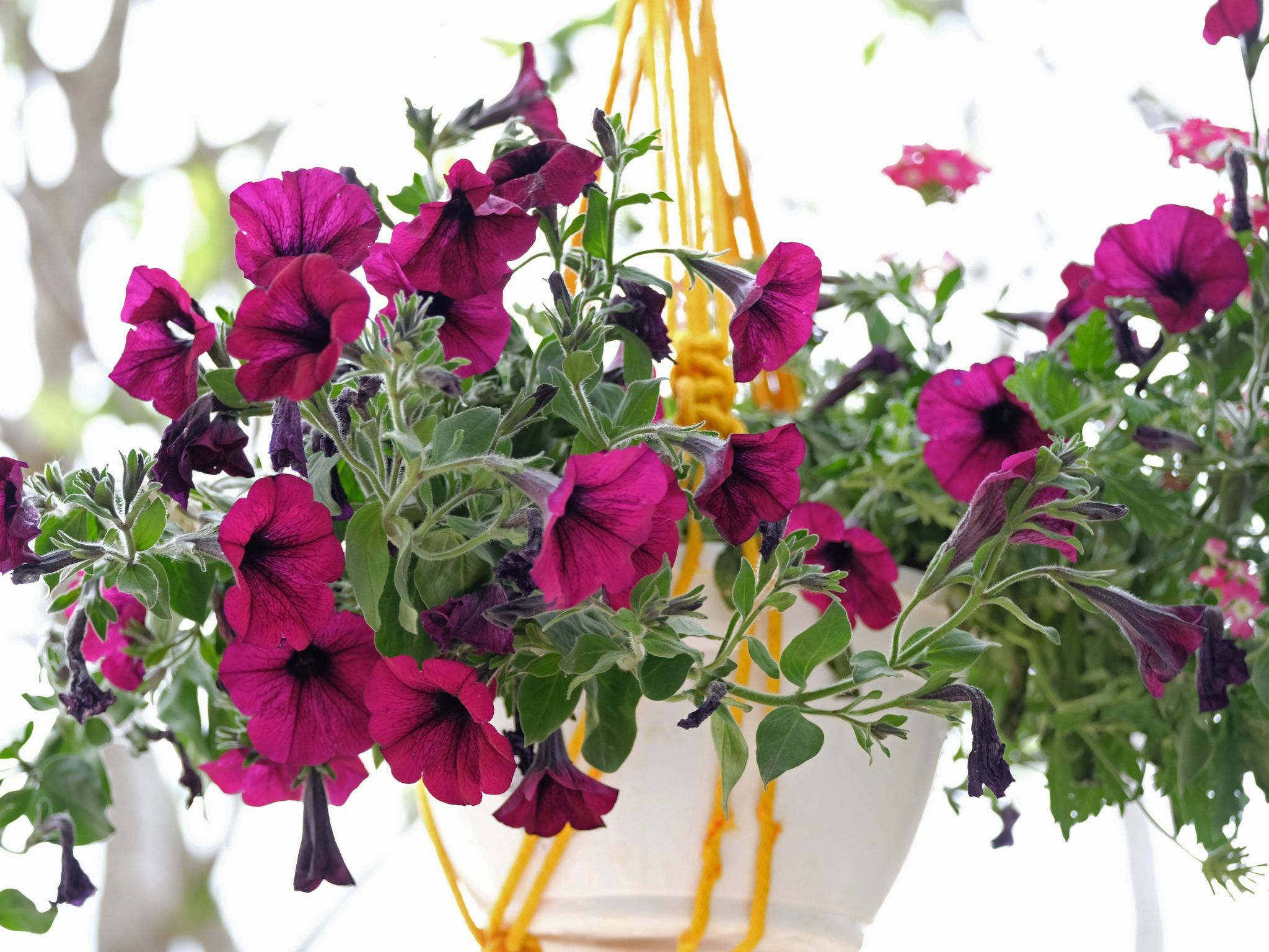 Geräumige Ferienwohnung Lavanda 4-Dedans