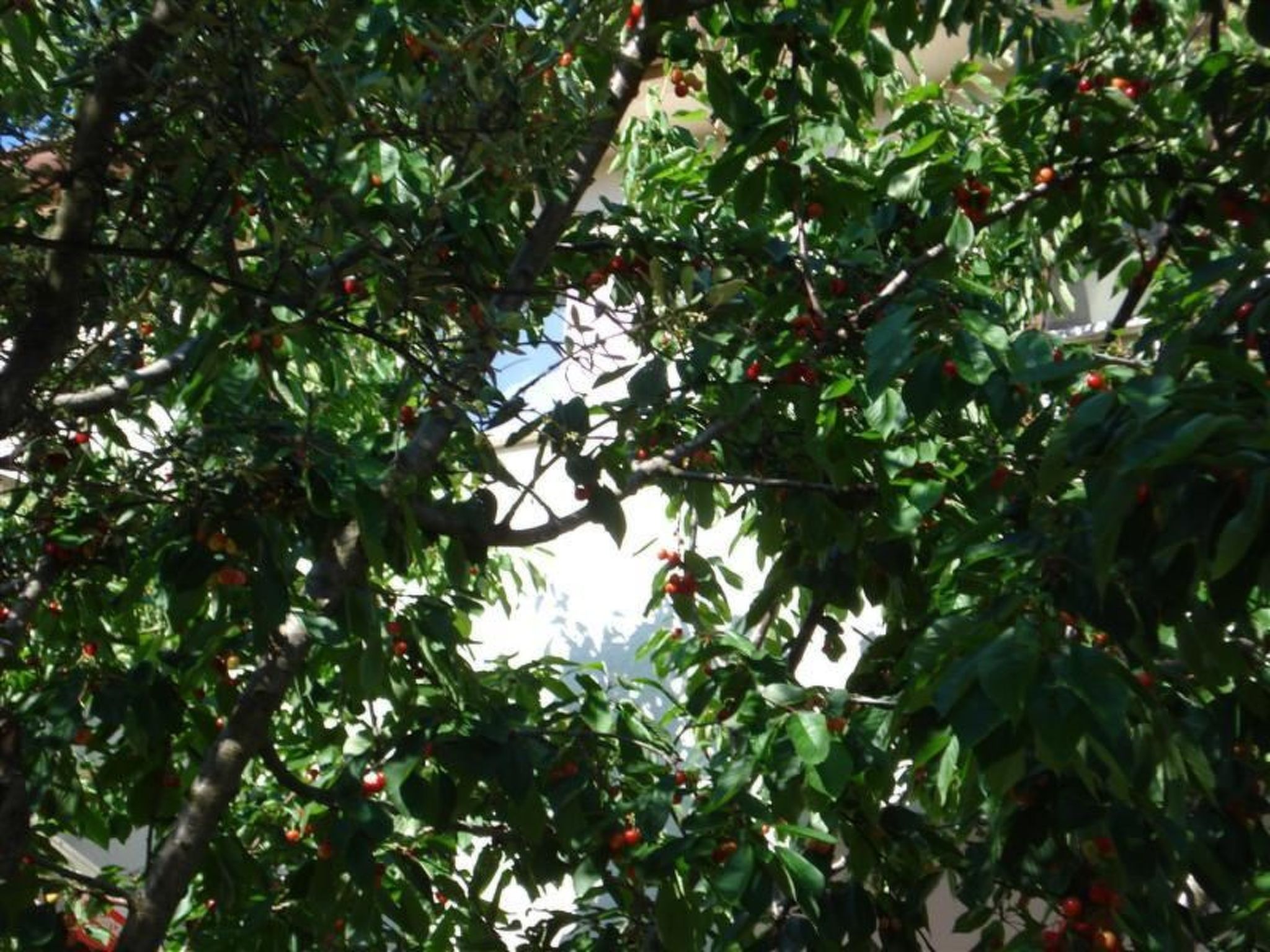 Wohnung in Fazana mit Garten, Grill und Terrasse-Buiten