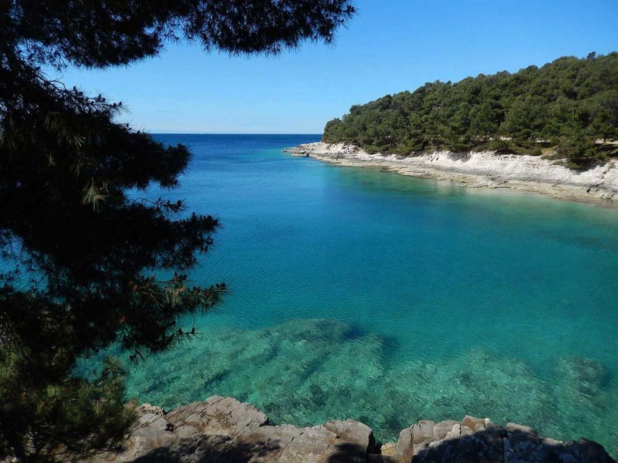 Photo of Iris Croatica