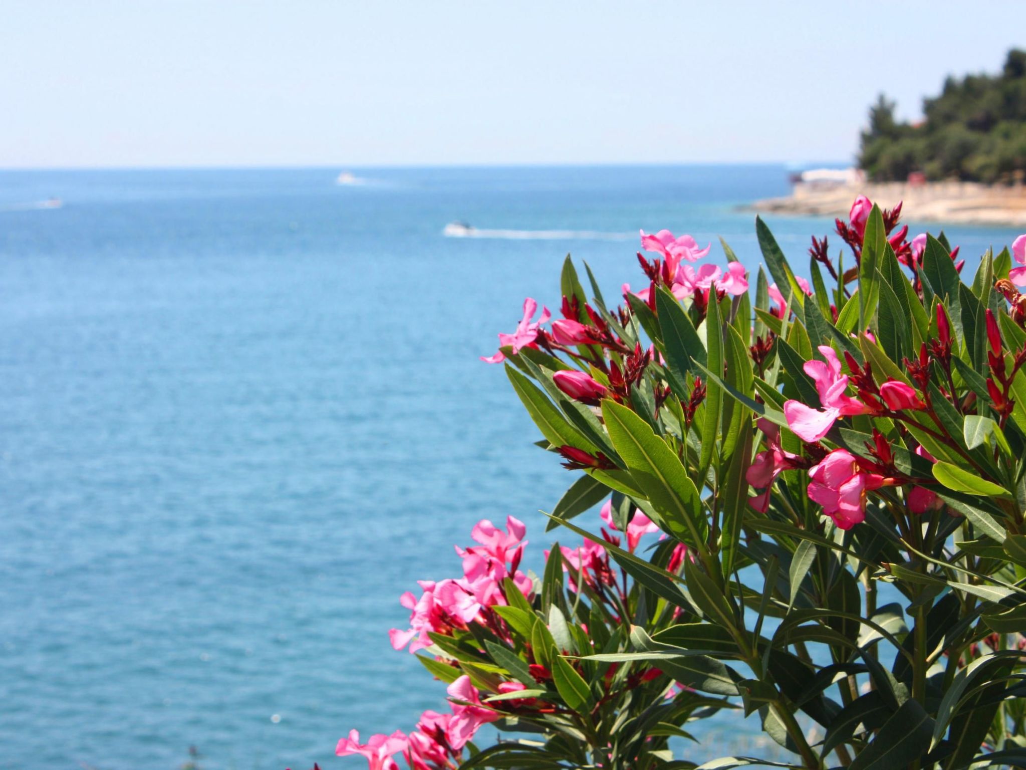 Geräumige charmante Wohnung in der Nähe des Meeres-Dedans