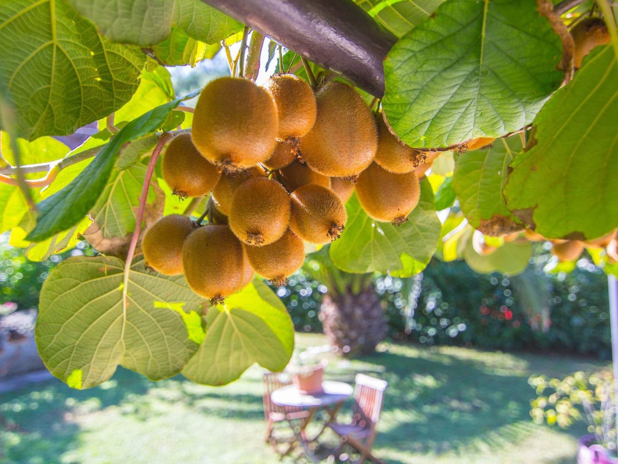 Photo of Gemütliche Wohnung mit Gartenblick