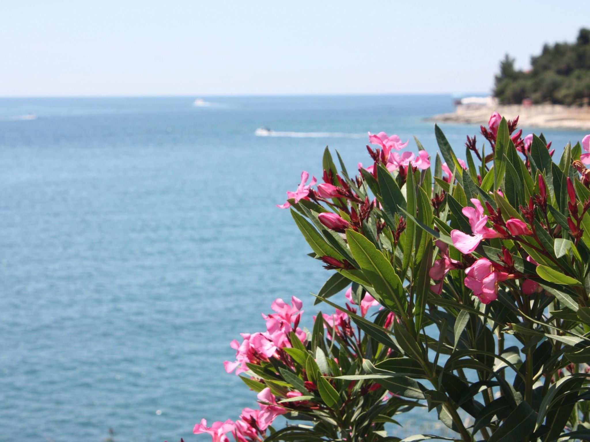 Photo of Große Wohnung in Pješčana Uvala mit Eigenem Balk