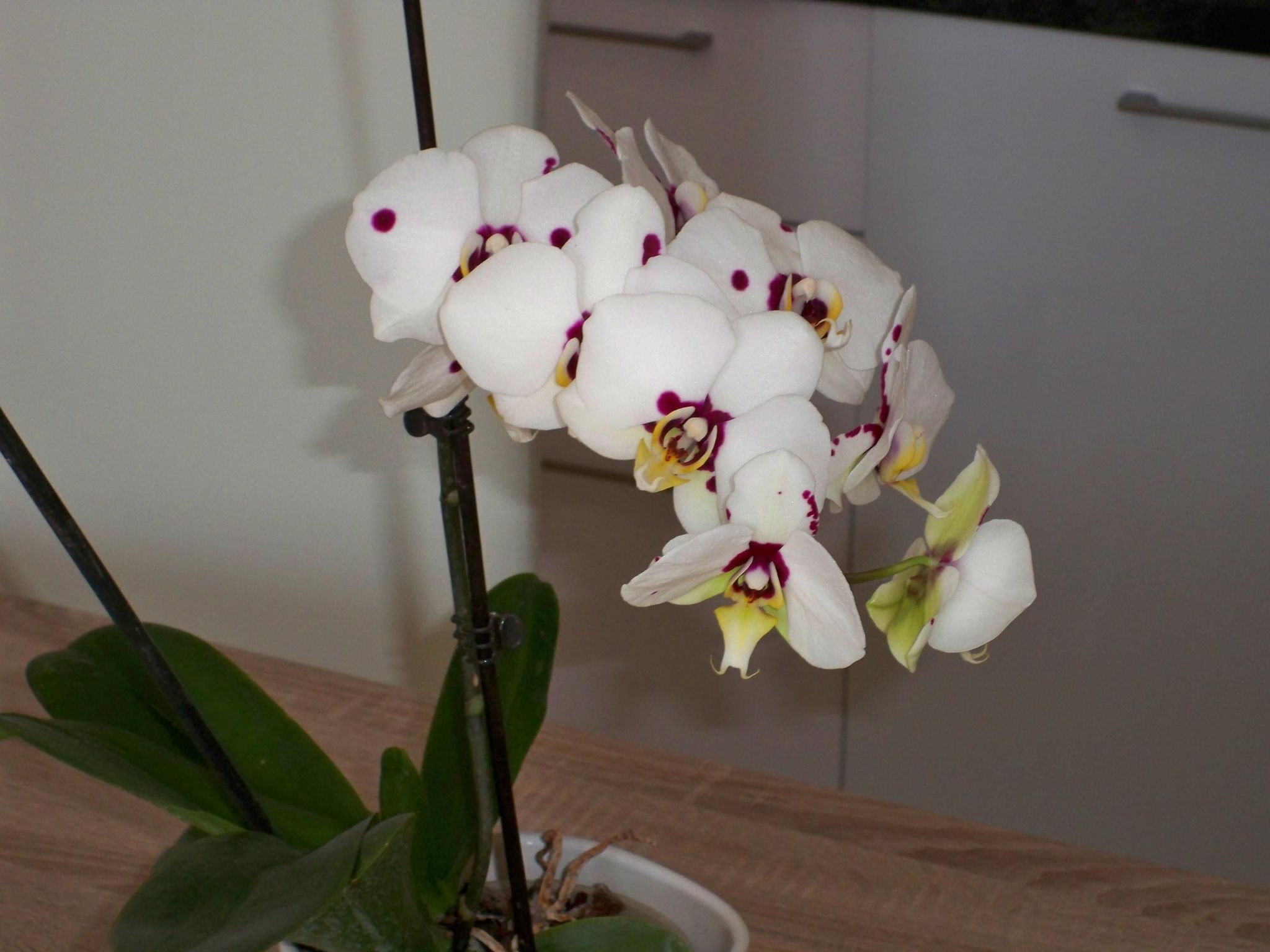 Apartment mit Balkon für zwei bis vier Personen-Drinnen