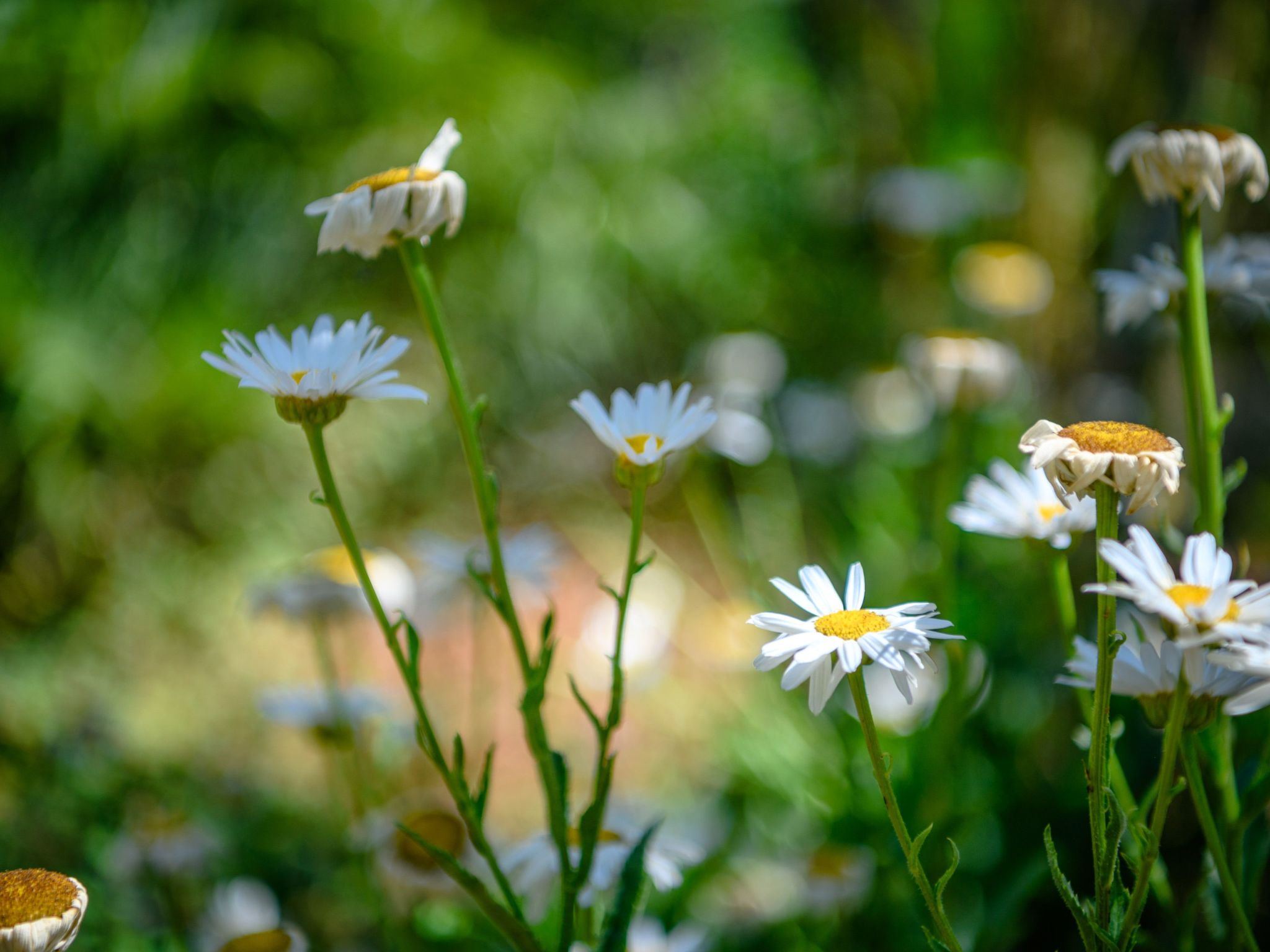 Photo of Wunderschönes Ferienhaus in Pomer mit Garten