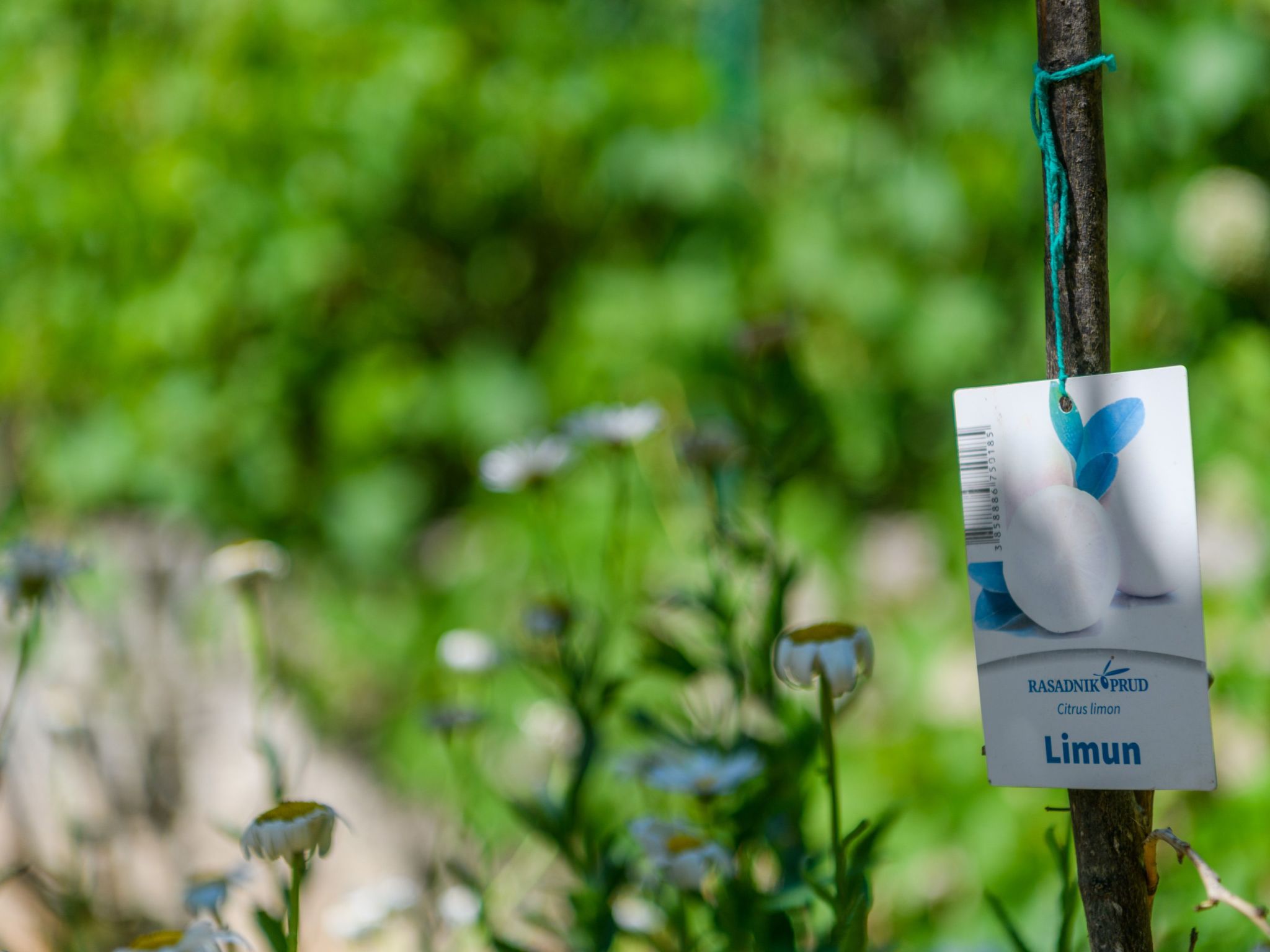 Photo of Wunderschönes Ferienhaus in Pomer mit Garten