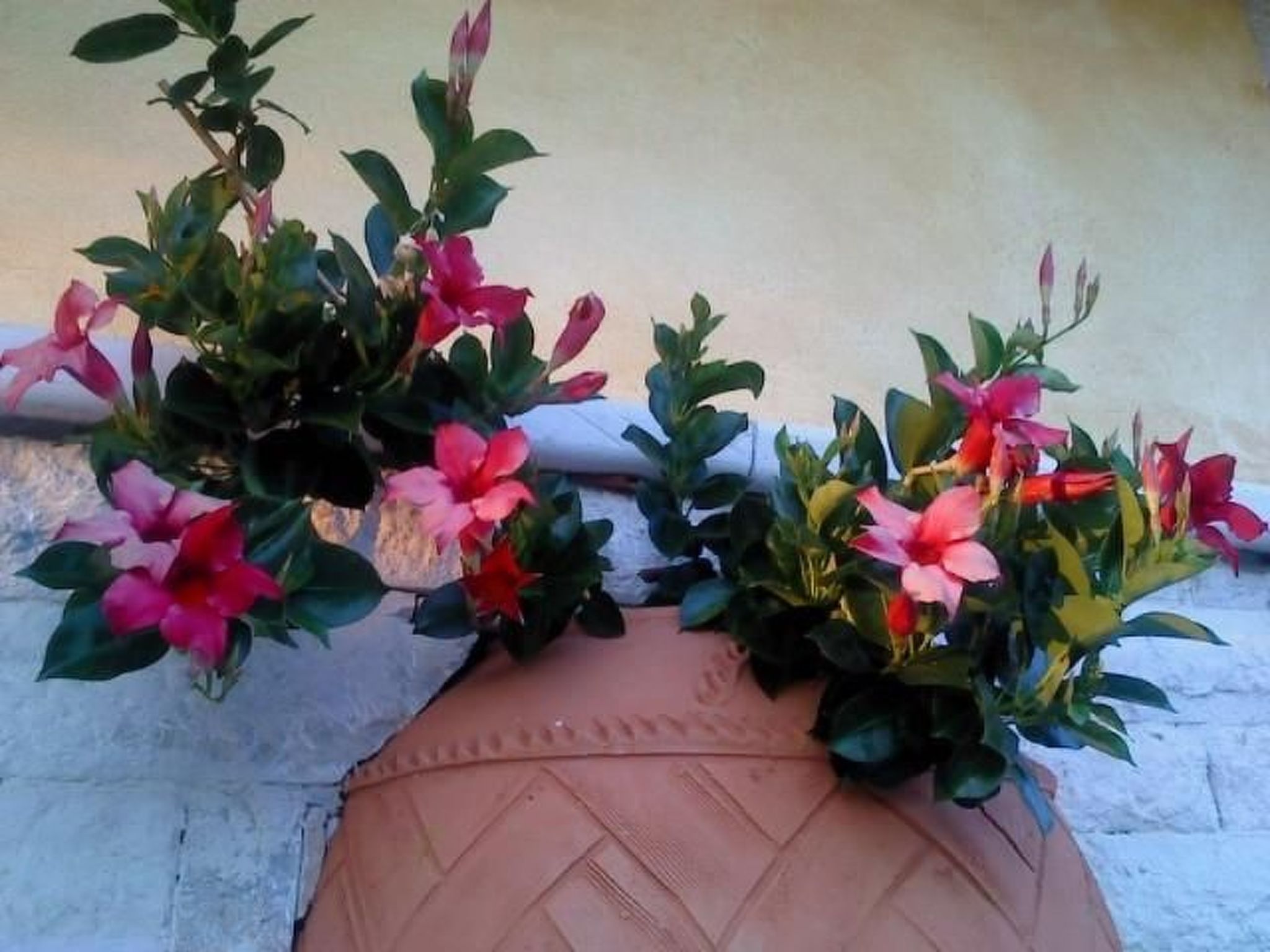 Photo of Steinhaus mit Pool im Natur