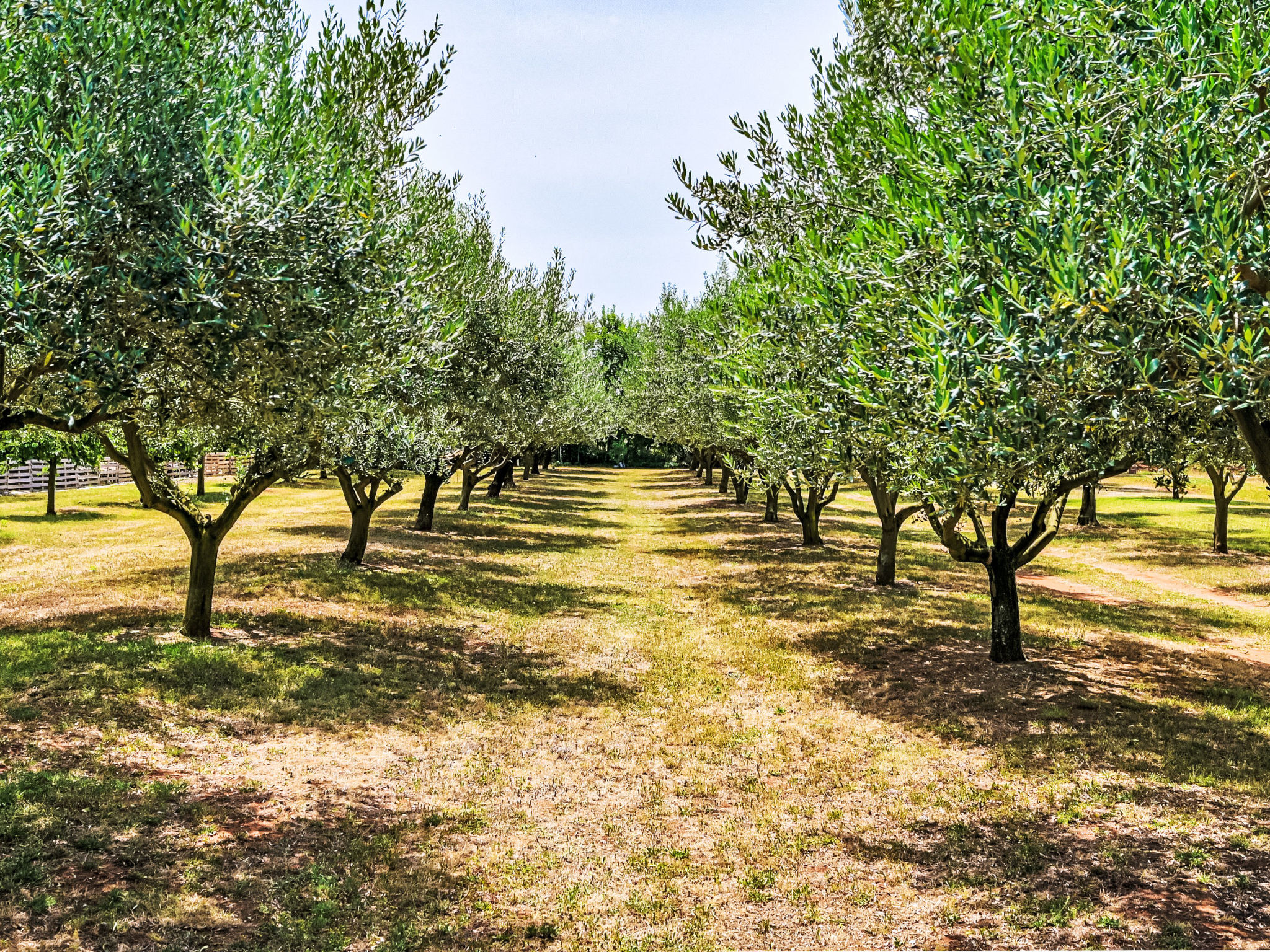 Oliveto - Outside