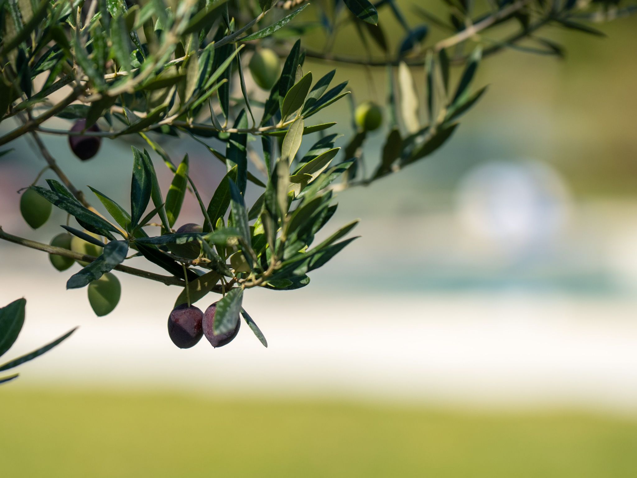 Moderne Villa bei Barban-Binnen