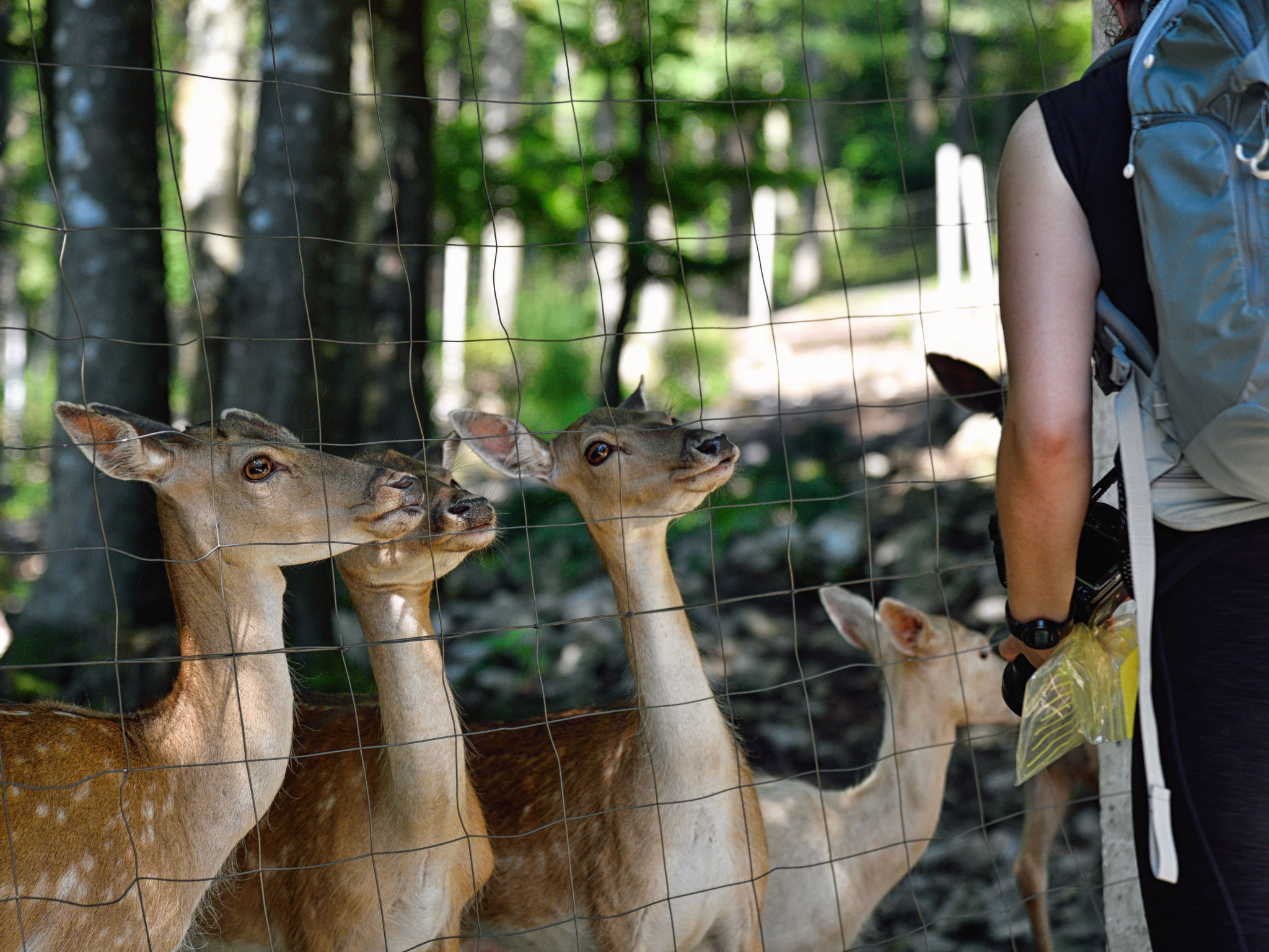 Chalet "Forest Hill" mit Hallenbad-Omgeving