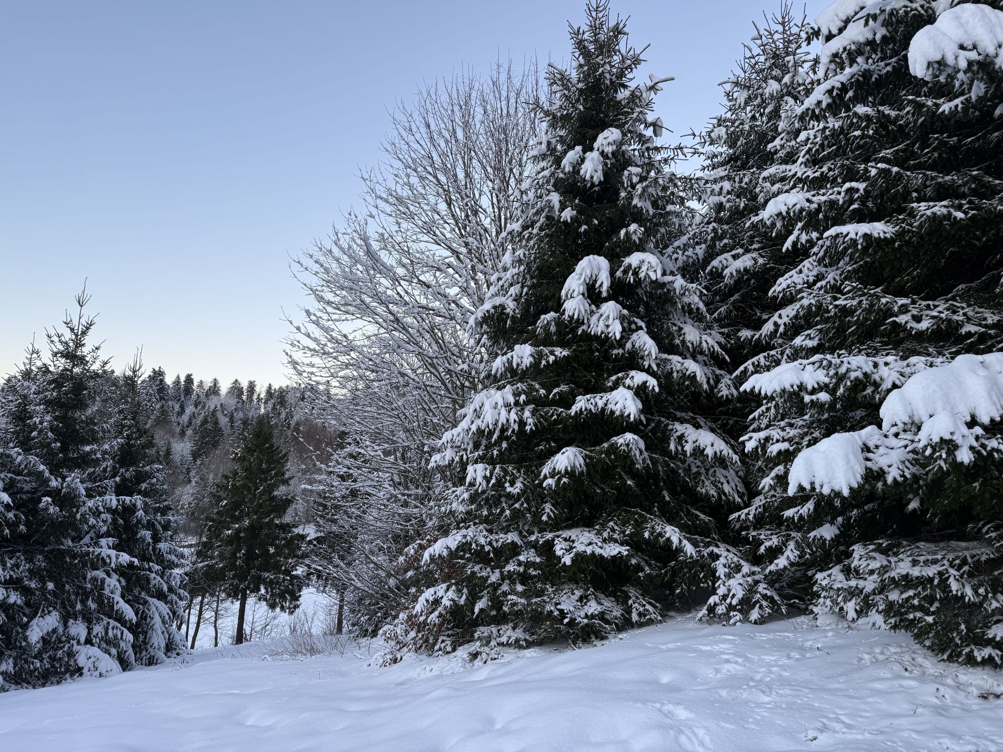 Cozy Bear Cabin - Outside