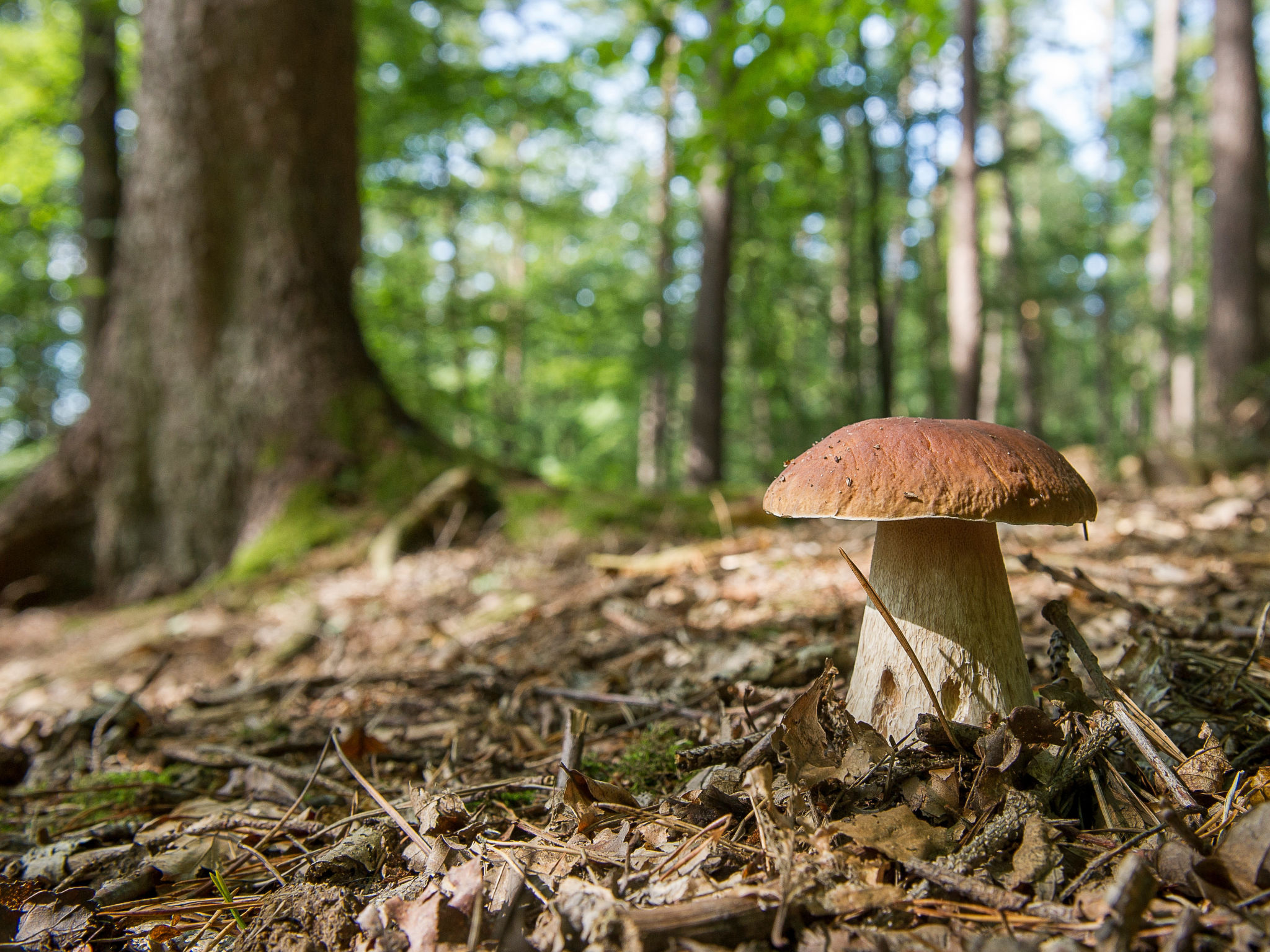 Cozy Bear Cabin - Area