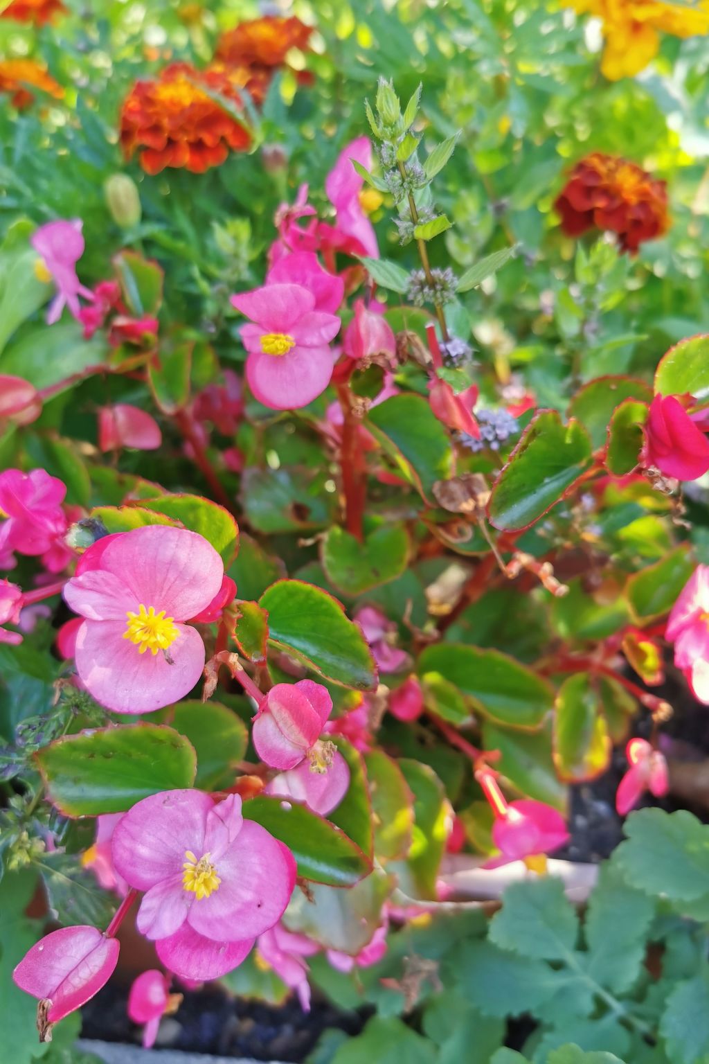 Für 4 Personen ca. 65 m&sup2; in Brod Moravice, Gespanschaft Primorje-Gorski (G-Image-tags.info