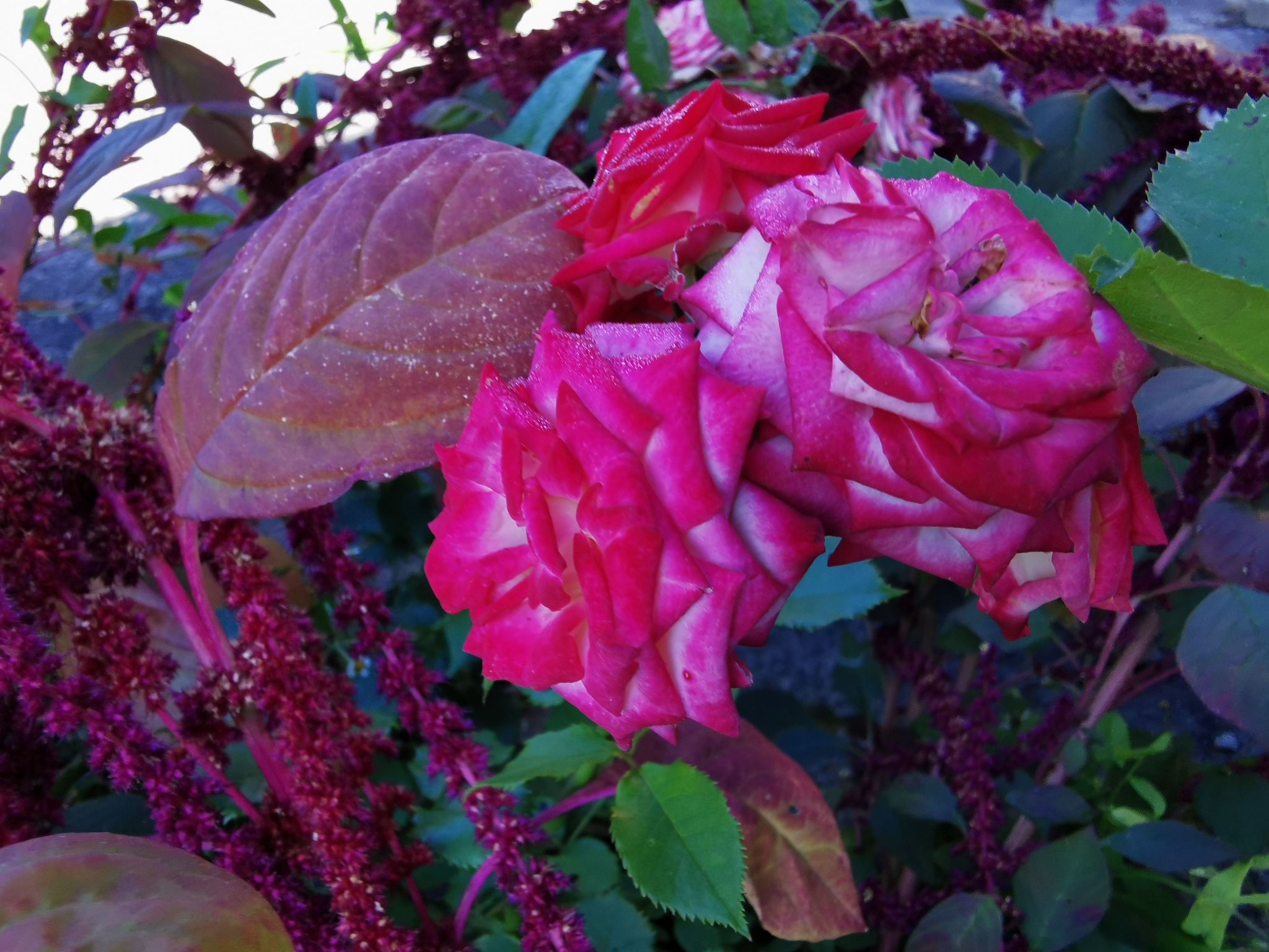 Für 4 Personen ca. 65 m&sup2; in Brod Moravice, Gespanschaft Primorje-Gorski (G-Image-tags.info