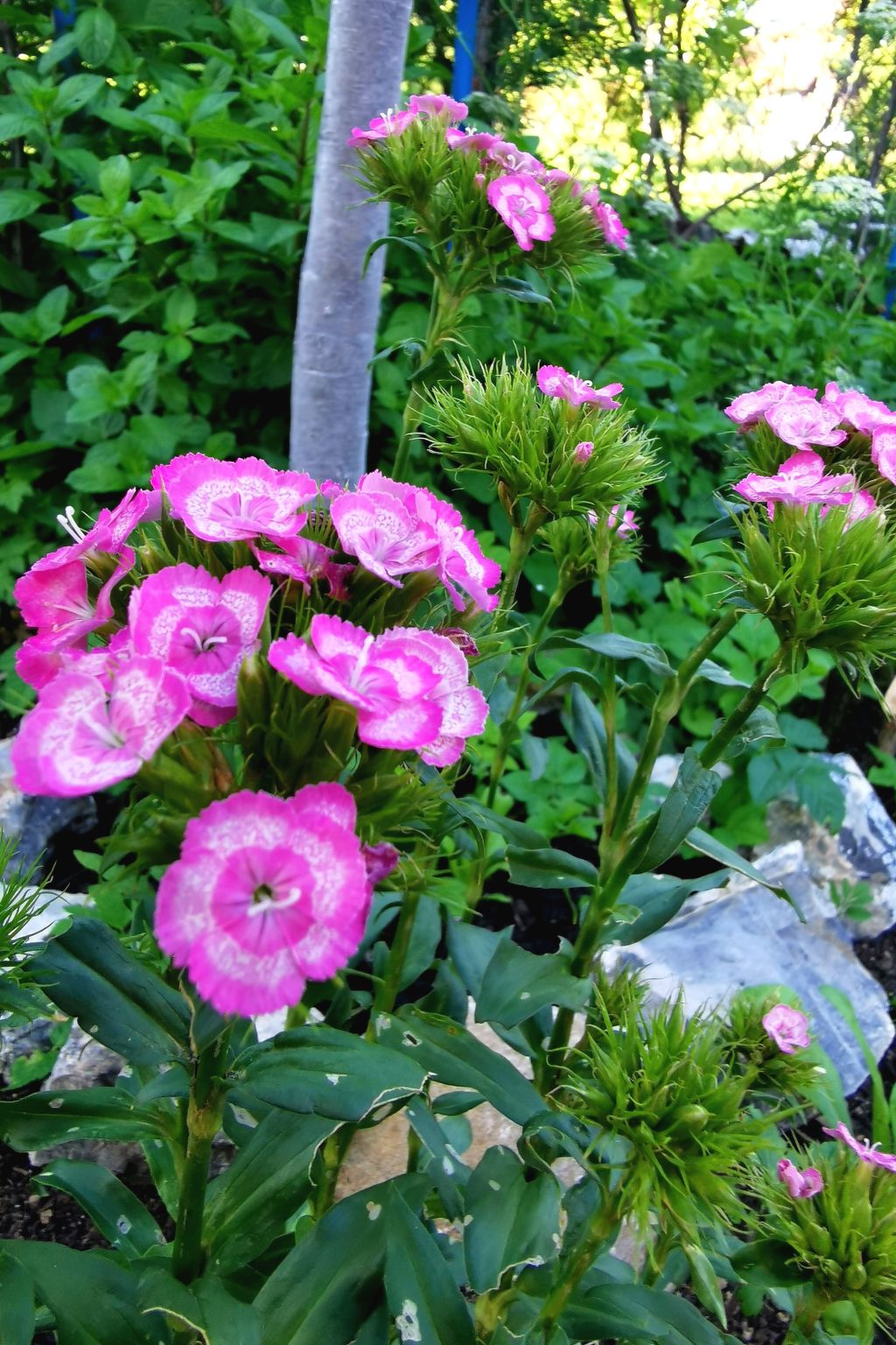 Für 4 Personen ca. 65 m&sup2; in Brod Moravice, Gespanschaft Primorje-Gorski (G-Image-tags.info