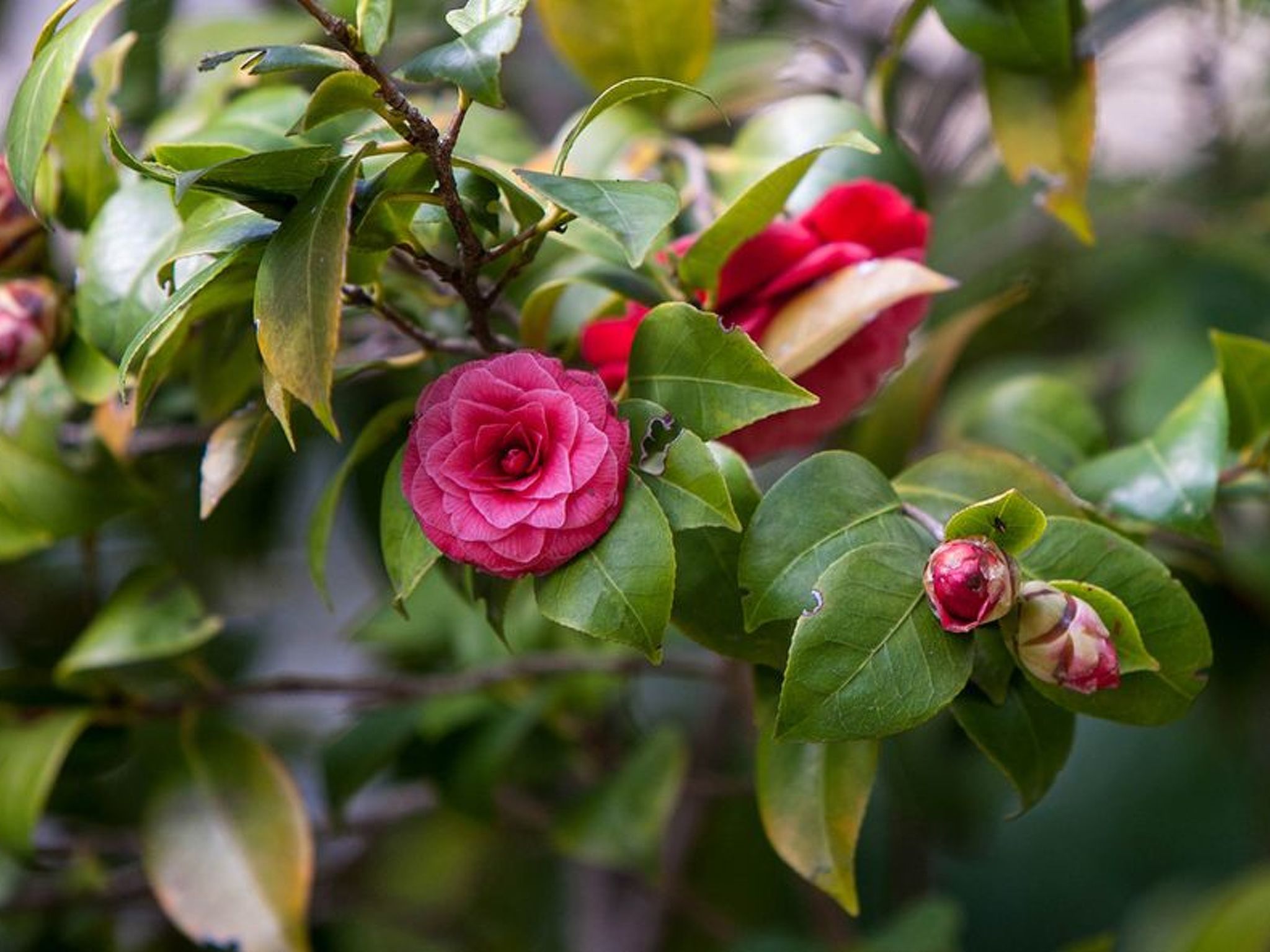 "Sunny Garden"-Dehors