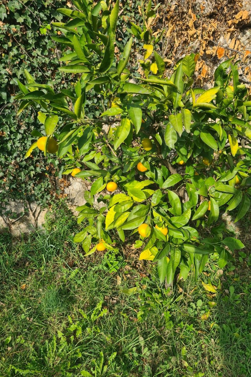 Villa Ella, traditionelles mediterranes Steinhaus-Binnen
