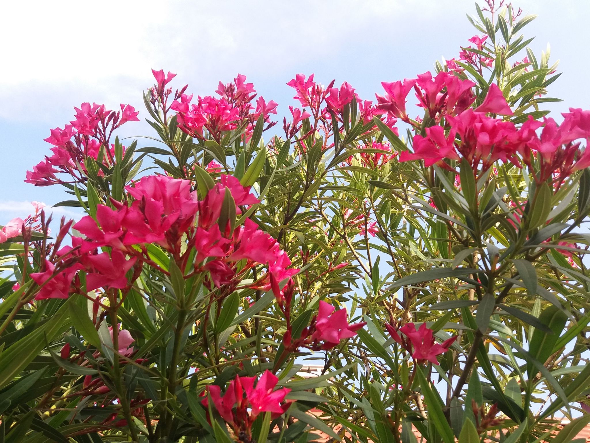 Wohnung "Oleandri1" mit Blick auf das Wasser-Image-tags.info