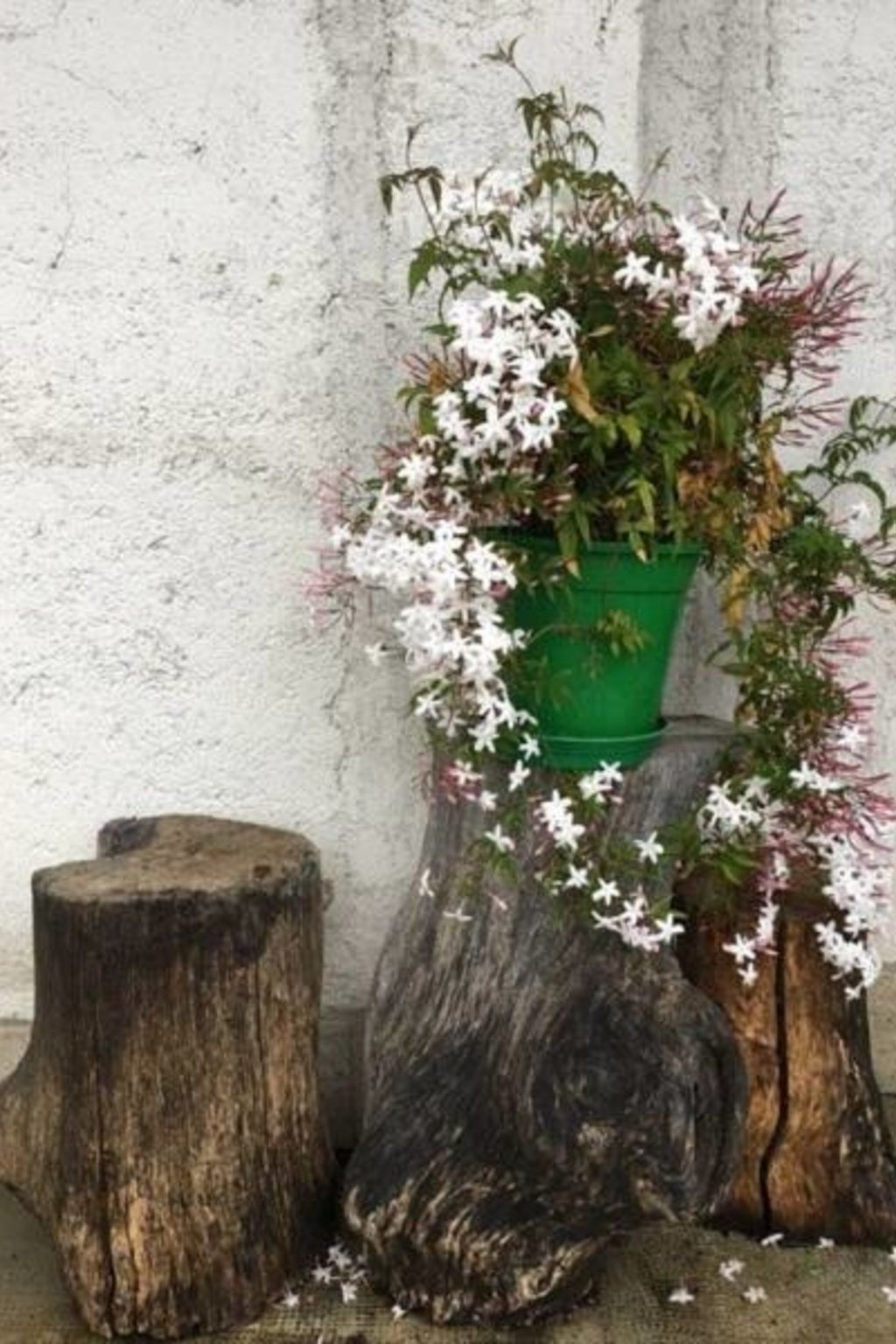 Für 5 Personen ca. 90 m&sup2; in Opatija-Pobri, Kvarner Bucht (Gespanschaft Pri-Image-tags.info