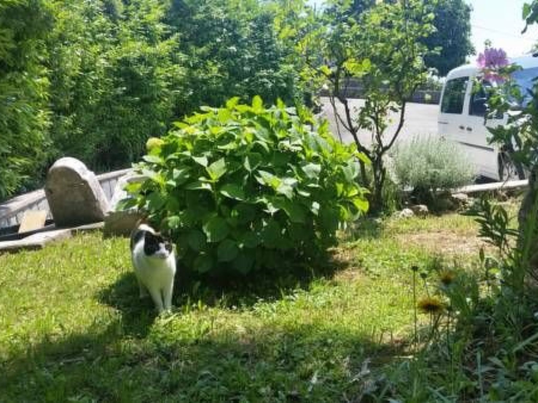 Für 5 Personen ca. 90 m&sup2; in Opatija-Pobri, Kvarner Bucht (Gespanschaft Pri-Image-tags.info