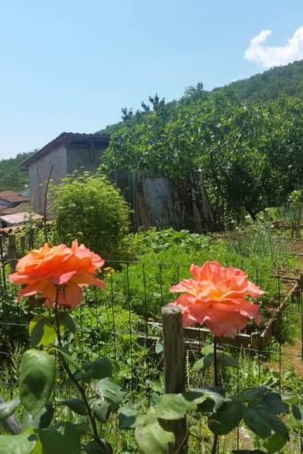 Für 5 Personen ca. 90 m&sup2; in Opatija-Pobri, Kvarner Bucht (Gespanschaft Pri-Image-tags.info