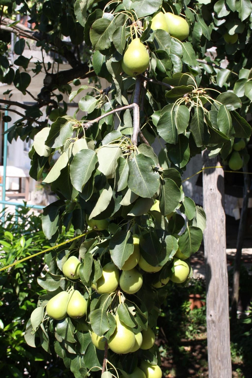 Für 5 Personen ca. 90 m&sup2; in Opatija-Pobri, Kvarner Bucht (Gespanschaft Pri-Image-tags.info