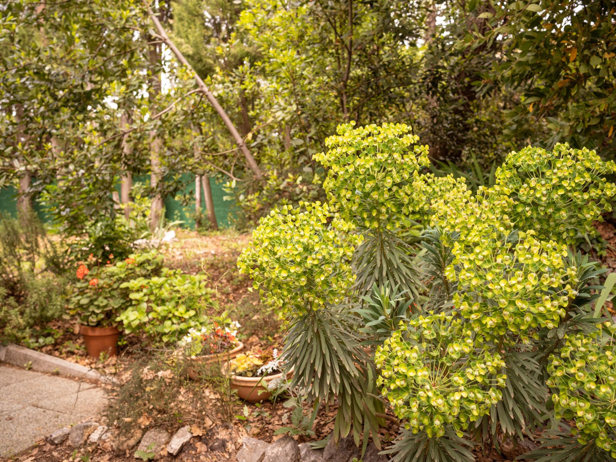 Tiny house Laurel - 70 Meter vom Strand entfernt-Outside