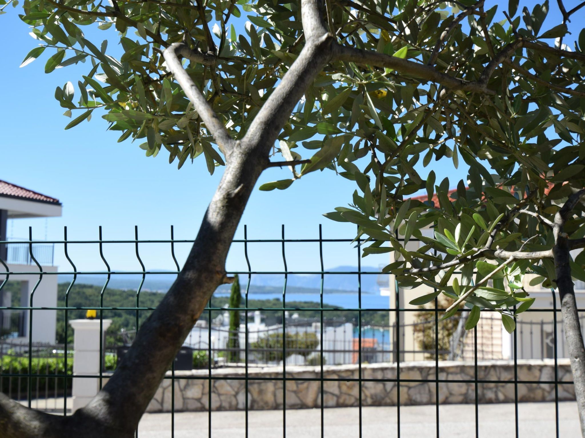 Marjolovic 2-Image-tags.info