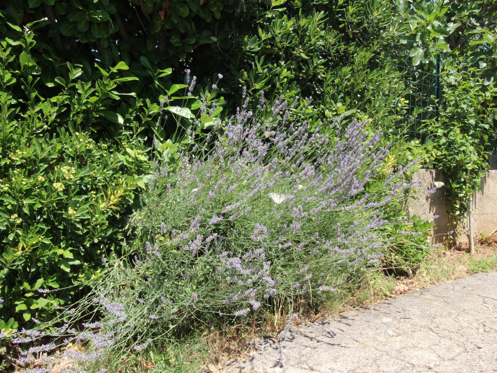 Photo of Apartment Andjela