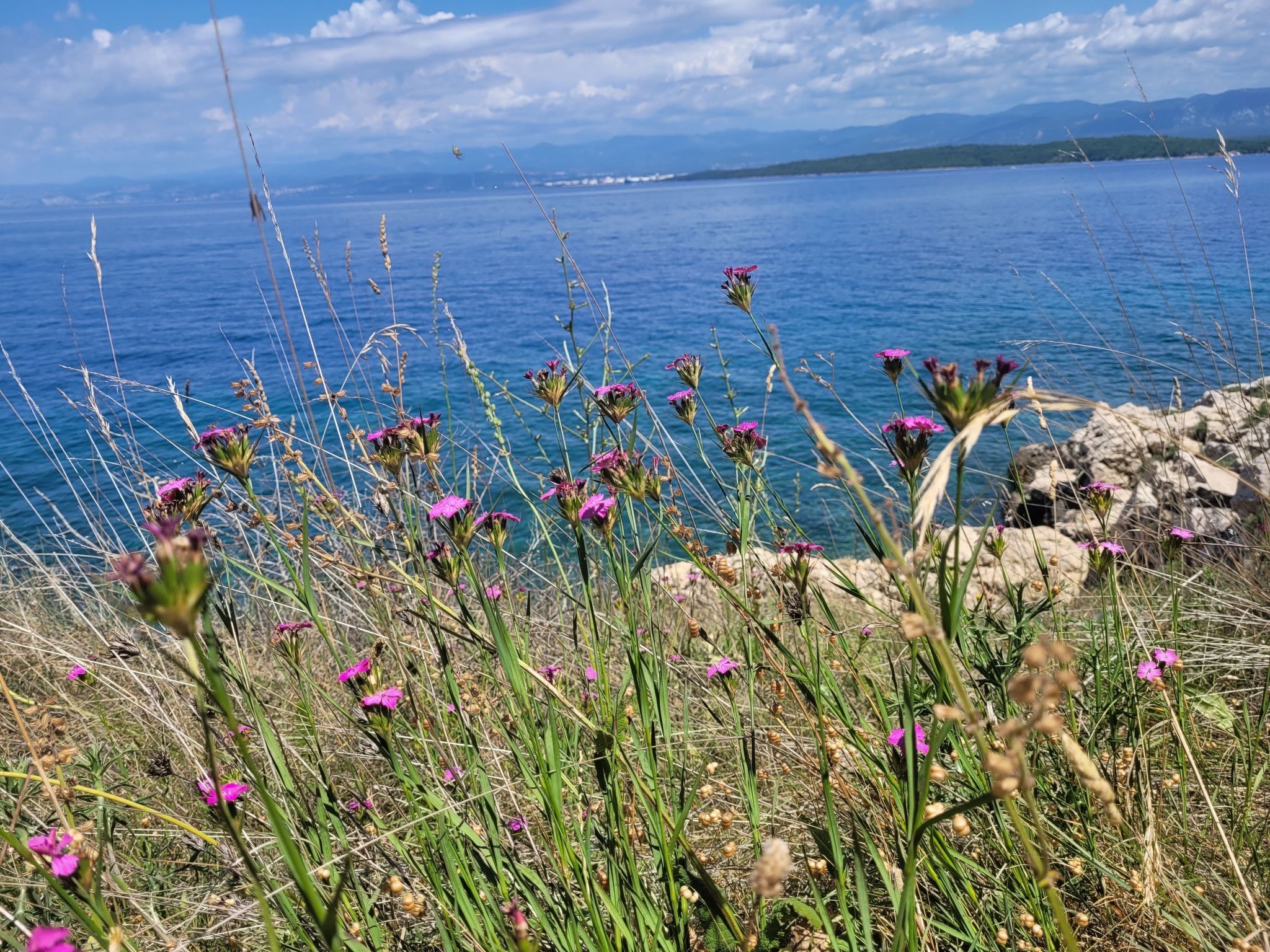 Apartment Nova Mira-Image-tags.info