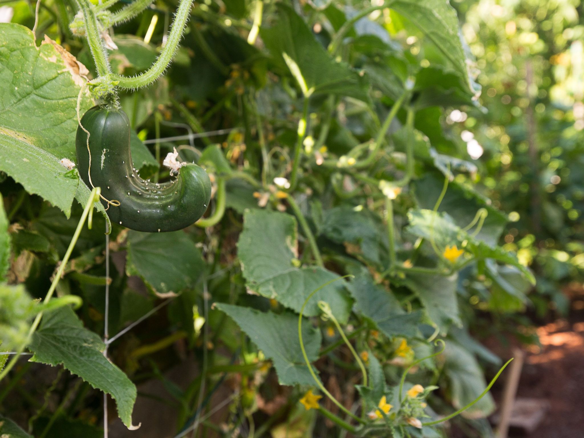Photo of für 4 Personen ca. 75 m&sup2; in Punat, Adriaküs