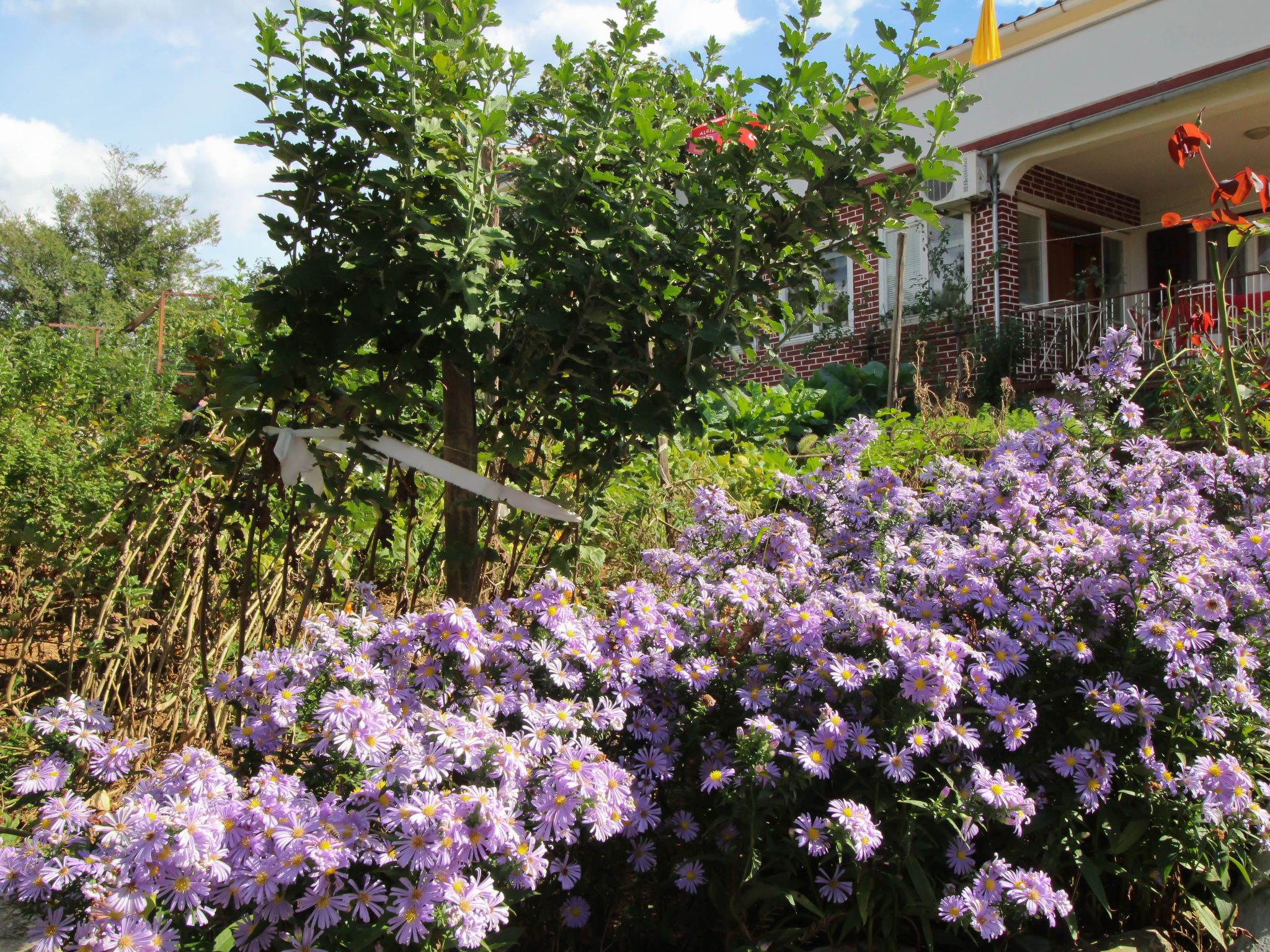 Apartment Dragica-Binnen