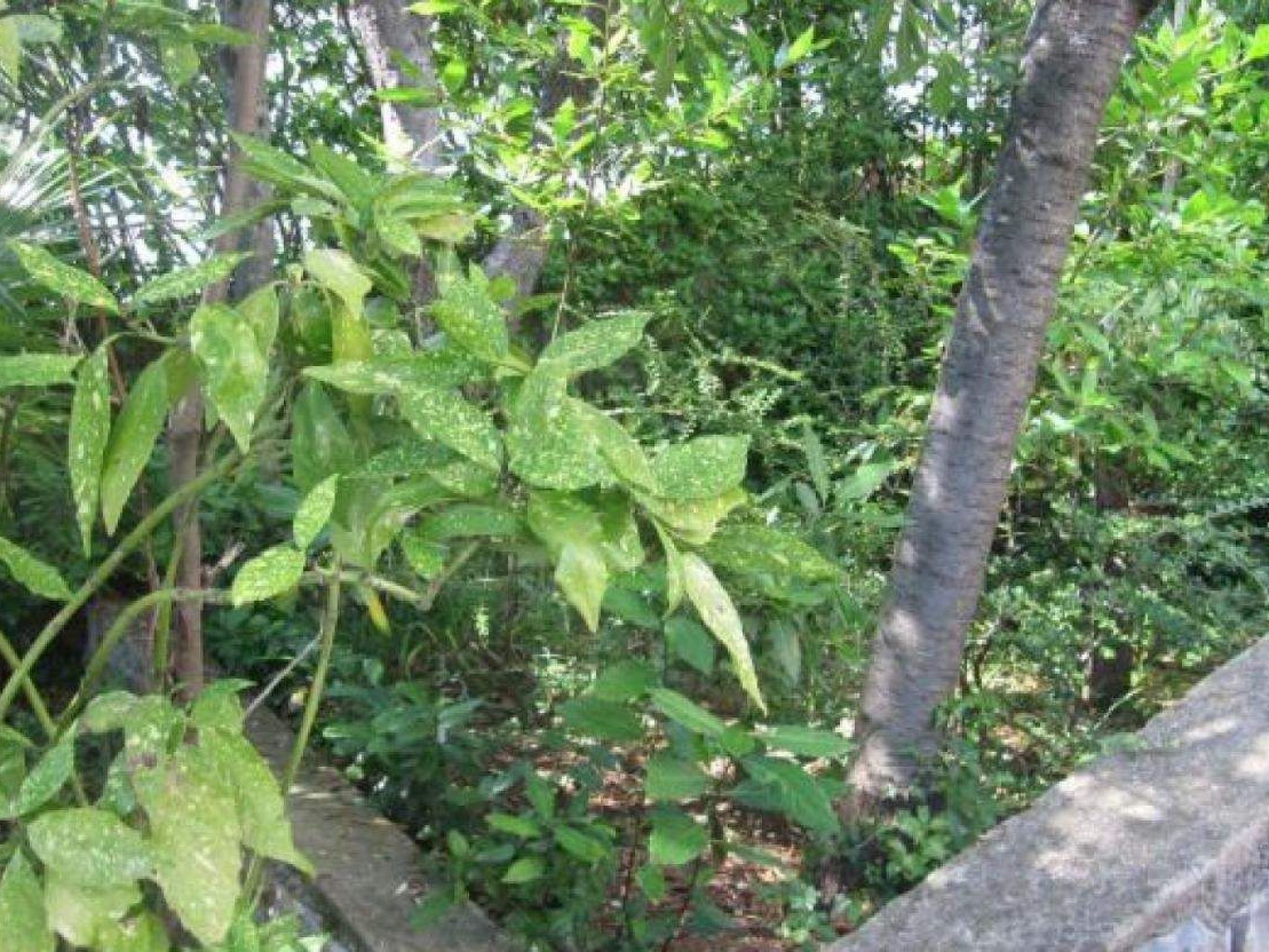 Photo of Appartement in Dramalj mit Terrasse