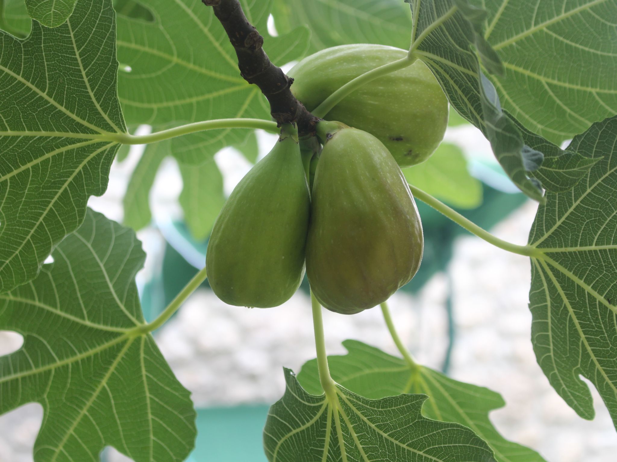 Geräumige Villa mit drei Schlafzimmern und einem ruhigen Garten-Binnen