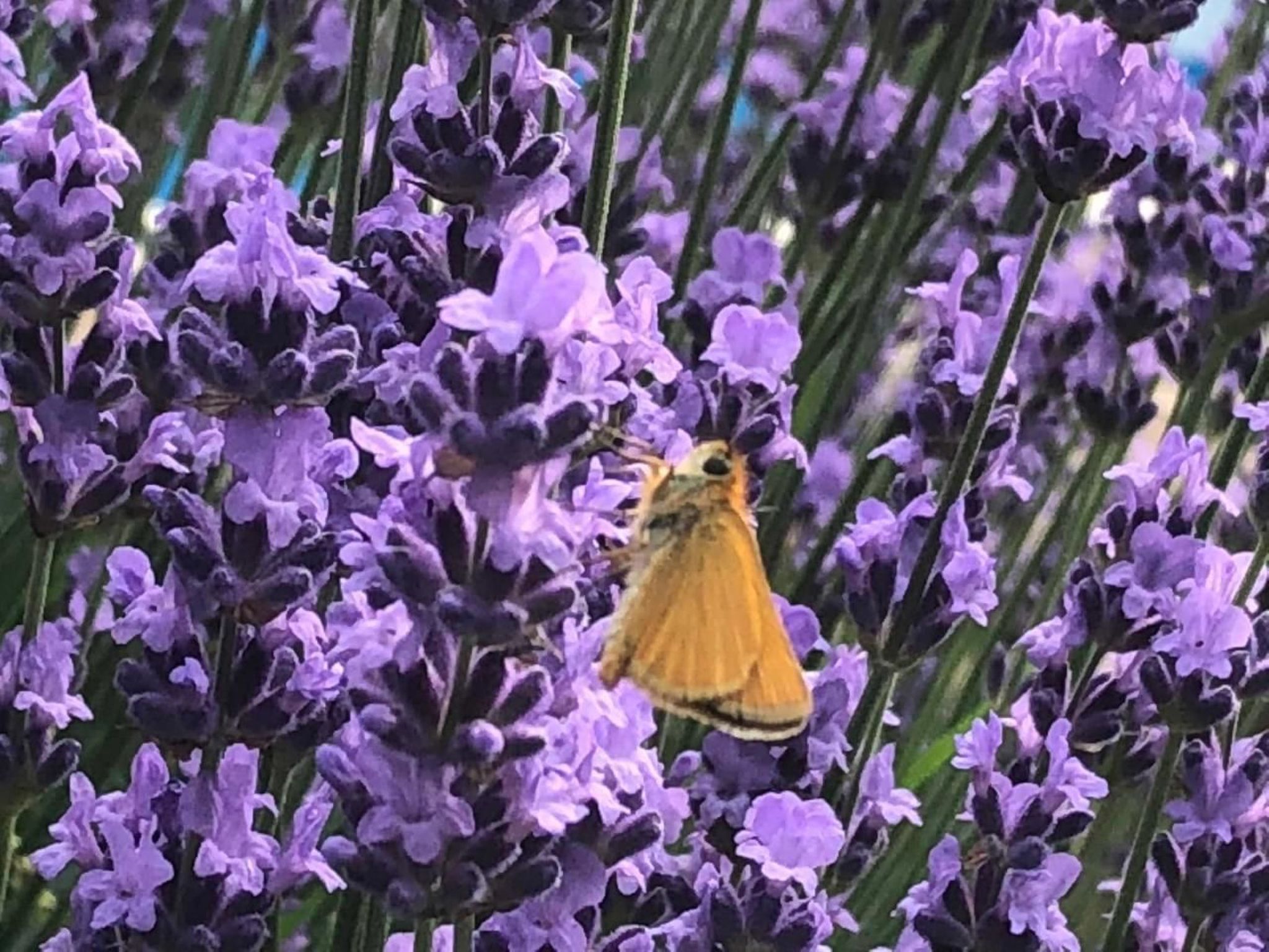 Ferienvilla mit privatem Pool-Dehors