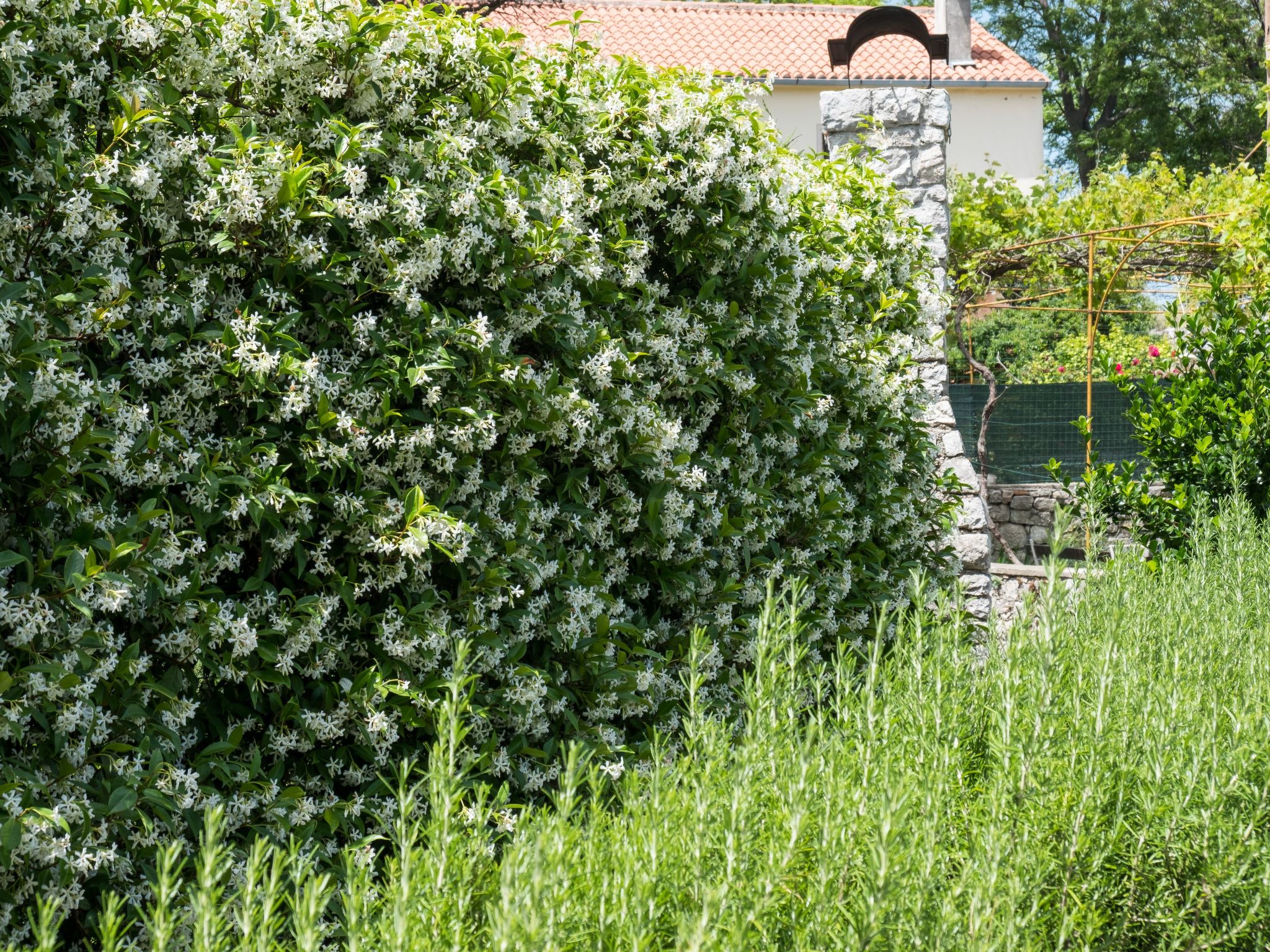 In Osor mit Privatem Pool-Binnen