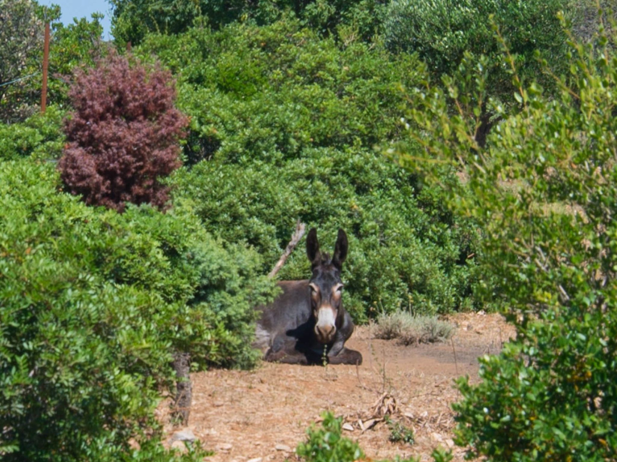 Wohnung Nika in Veli Losinj-Image-tags.info