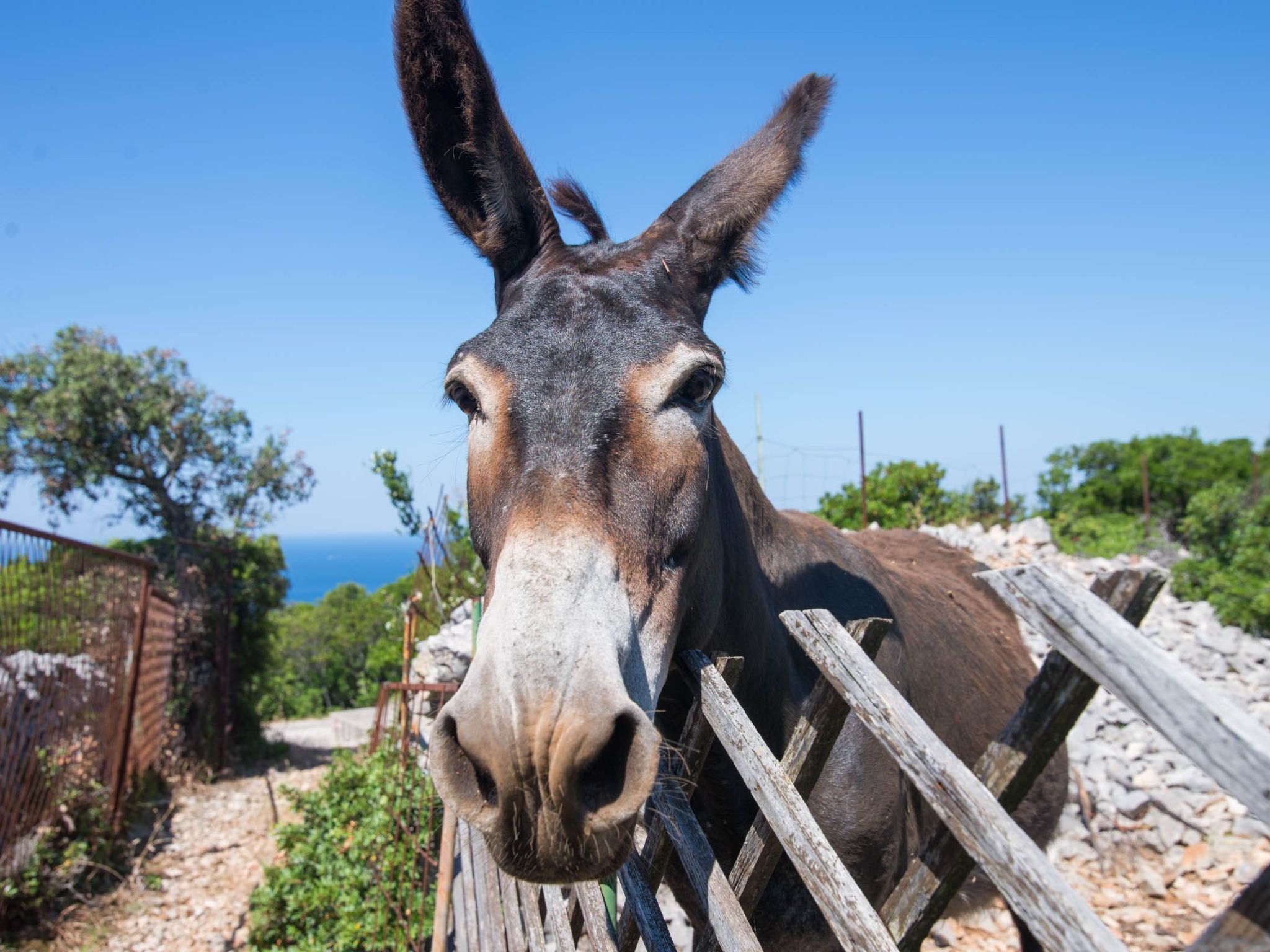 Wohnung Nika in Veli Losinj-Image-tags.info