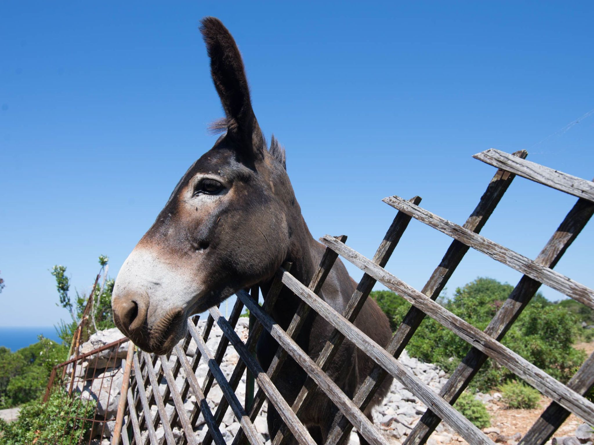 Wohnung Nika in Veli Losinj-Image-tags.info