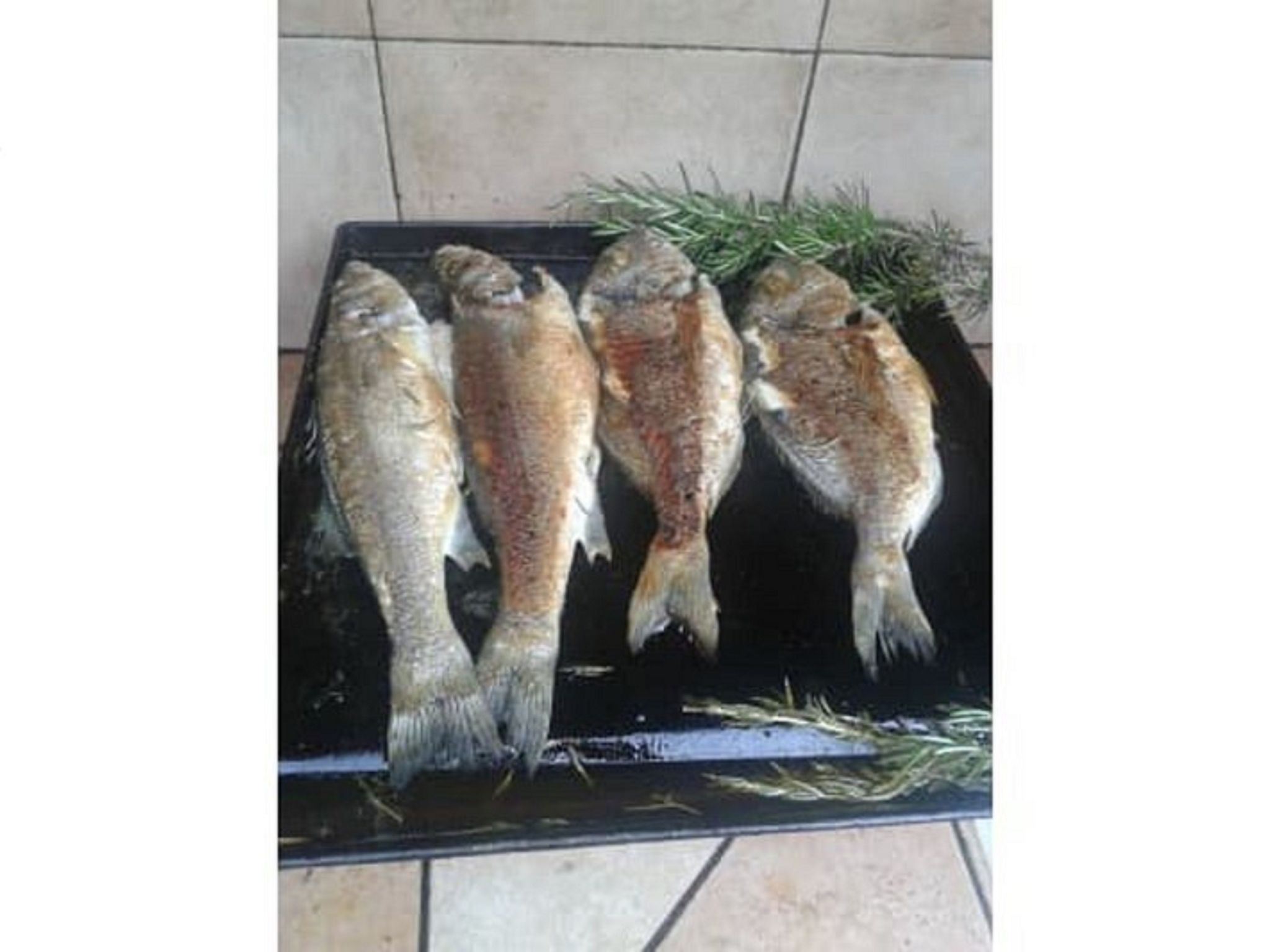 EG Marjetka bis 9-Binnen