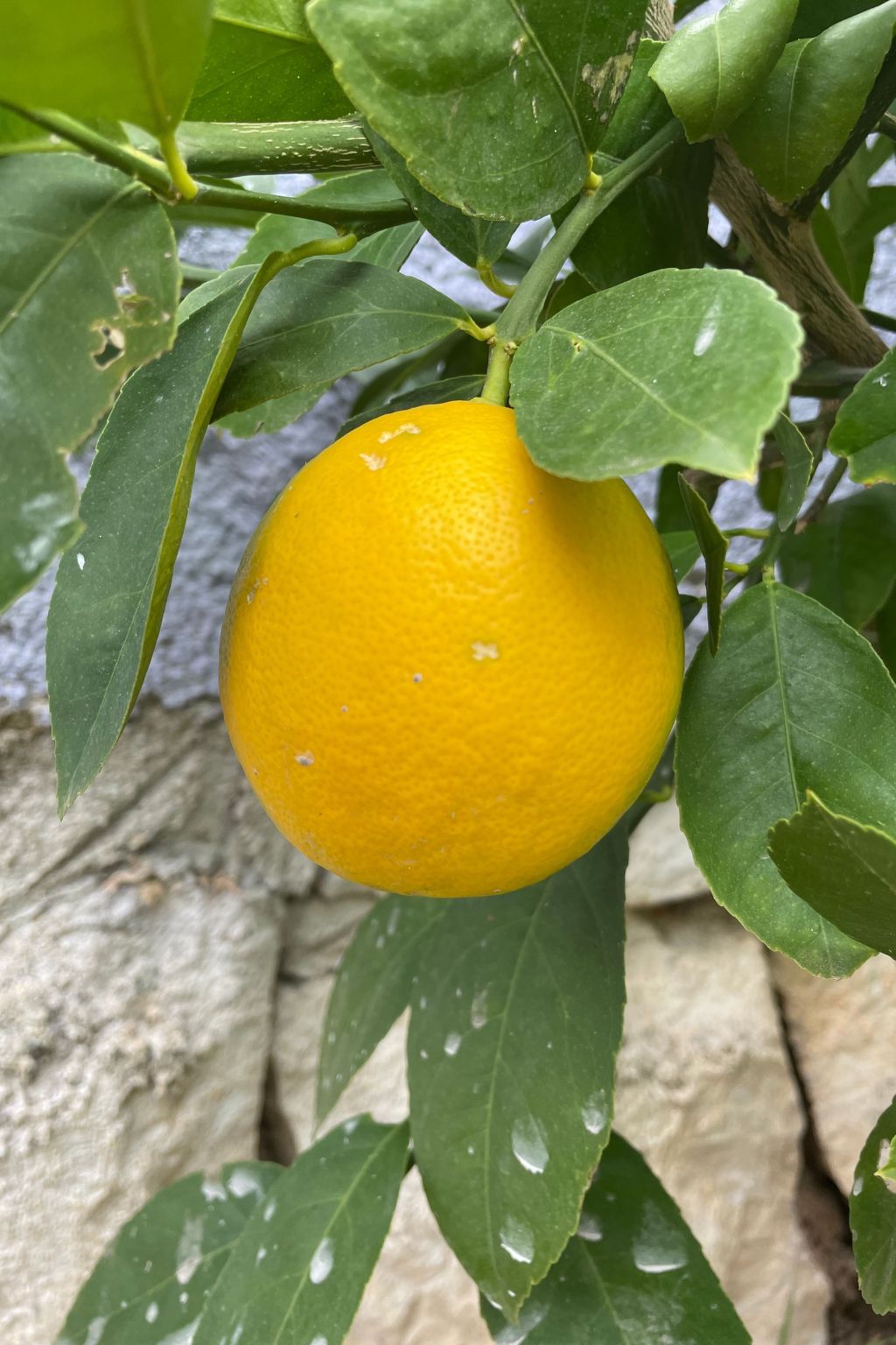 Stonehouse-Pag-Image-tags.info